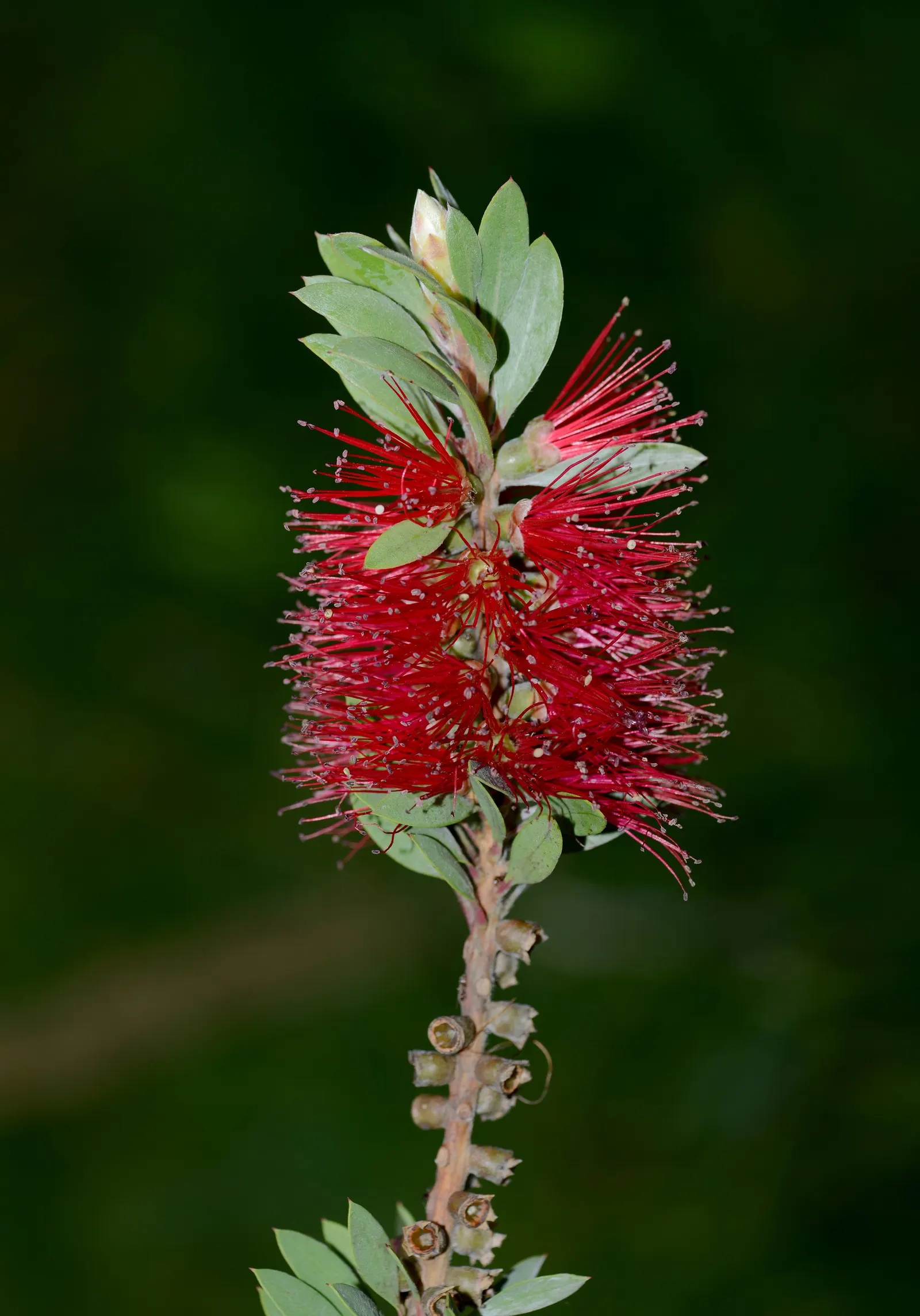 Crimson Bottlebrush (Callistemon Lanceolatus) — This evergreen prefers full sun, tolerates drought, and thrives in zones 9-11
