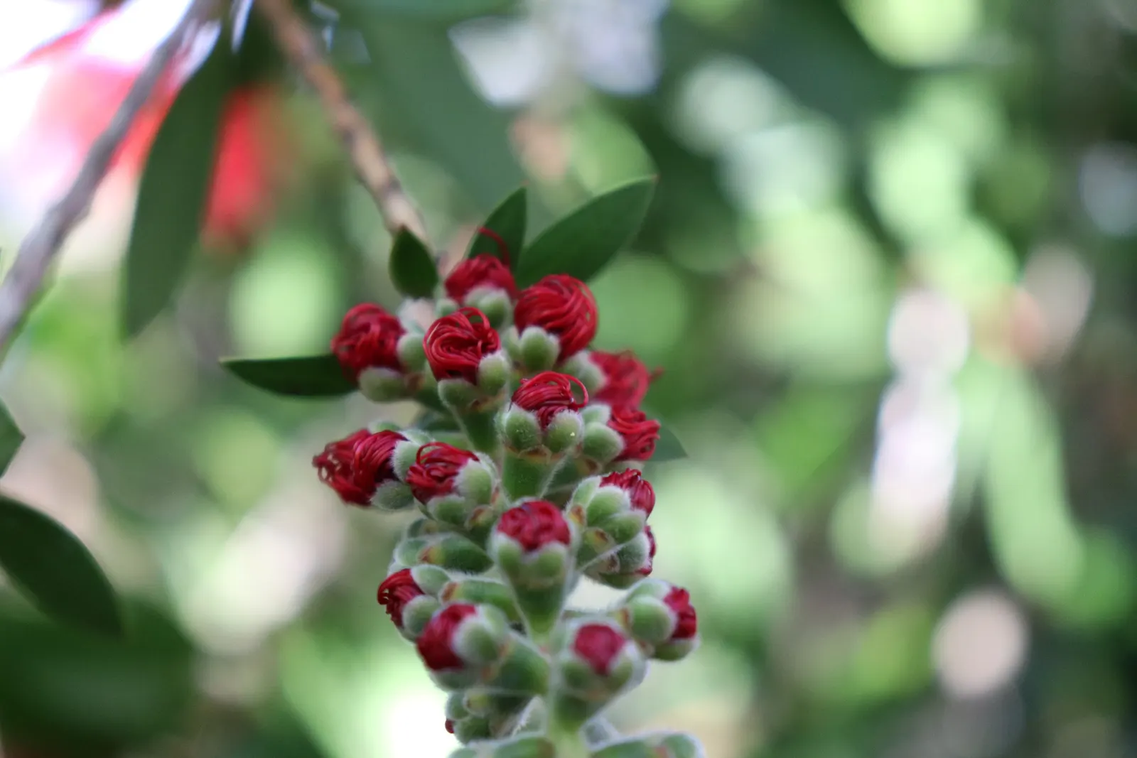Crimson Bottlebrush (Callistemon Lanceolatus) — Pruning can be done immediately after flowering to maintain the desired shape and promote bushier growth