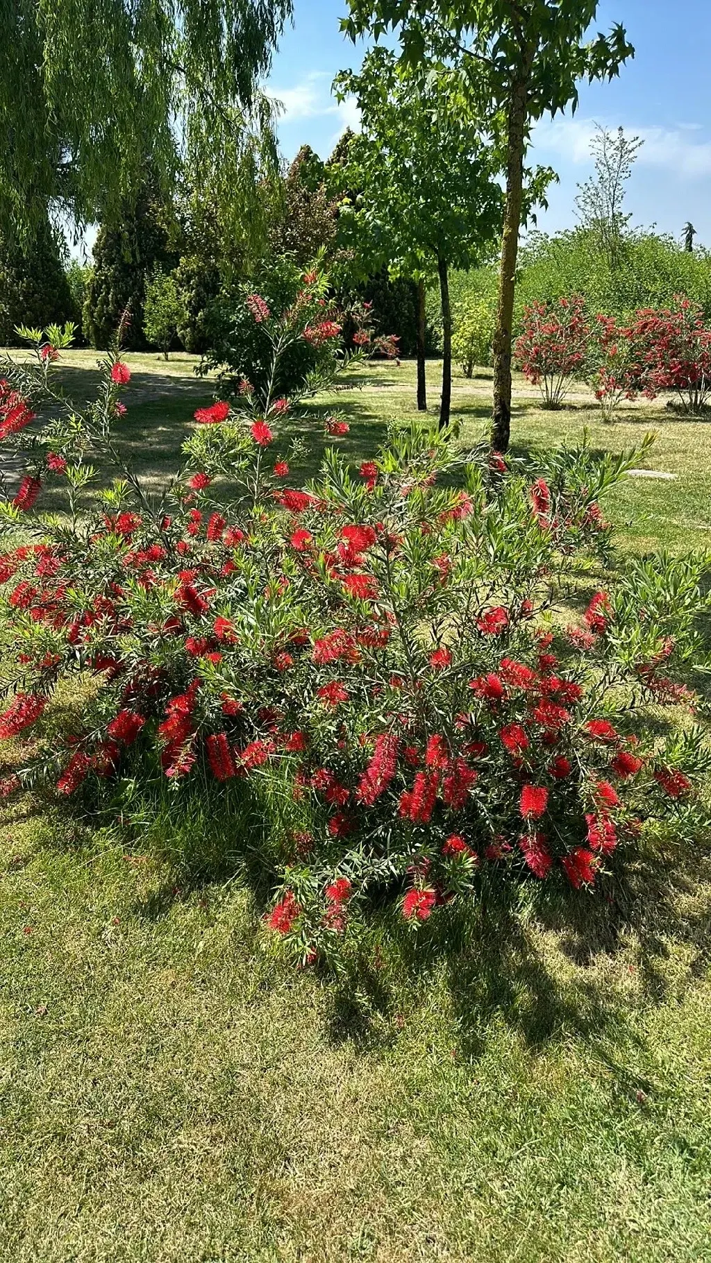 Crimson Bottlebrush (Callistemon Lanceolatus) — The Crimson Bottlebrush, Callistemon lanceolatus, is a vibrant shrub, reaching 5-10 ft high and 4-8, image 21