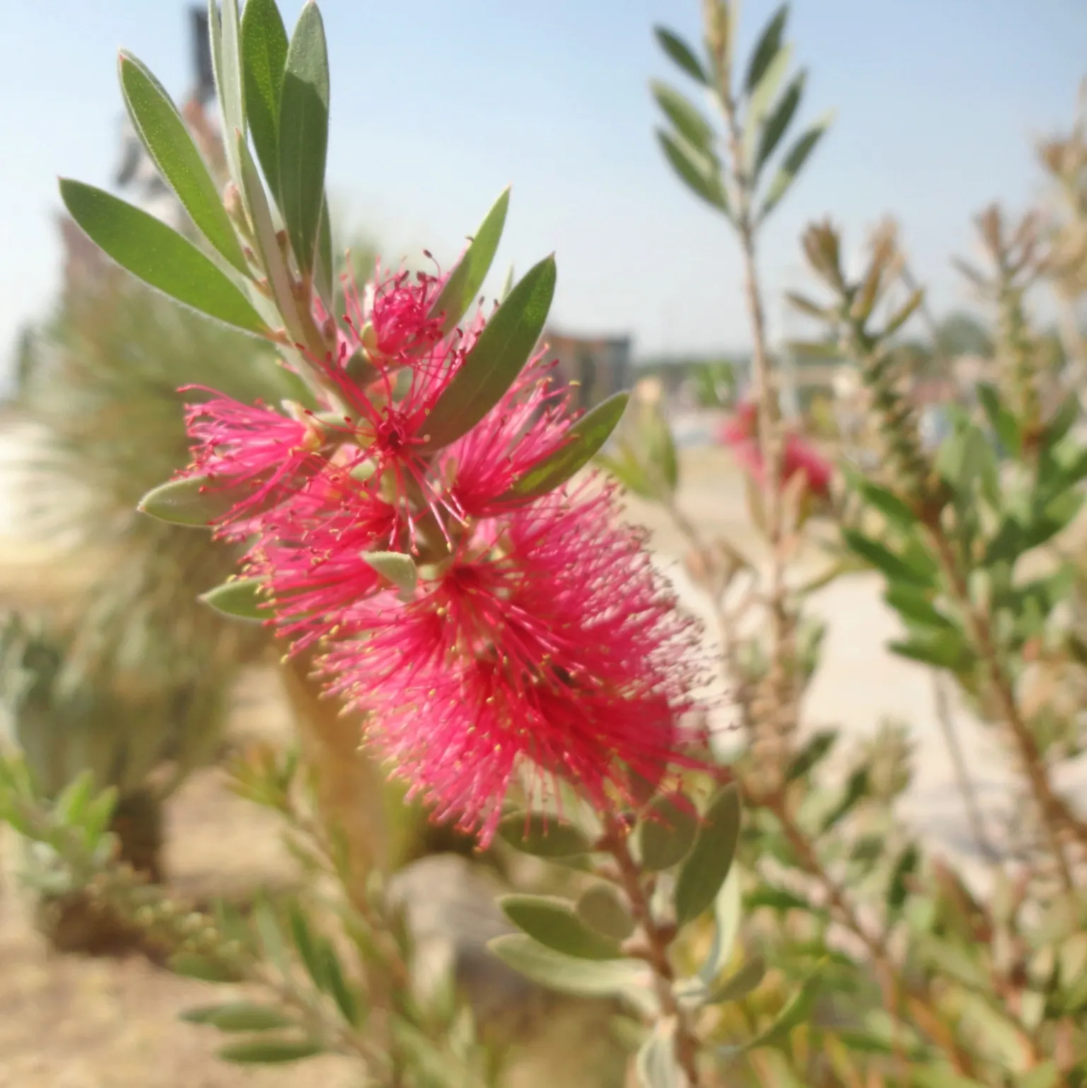 Crimson Bottlebrush (Callistemon Lanceolatus) — the Crimson Bottlebrush requires a well-drained