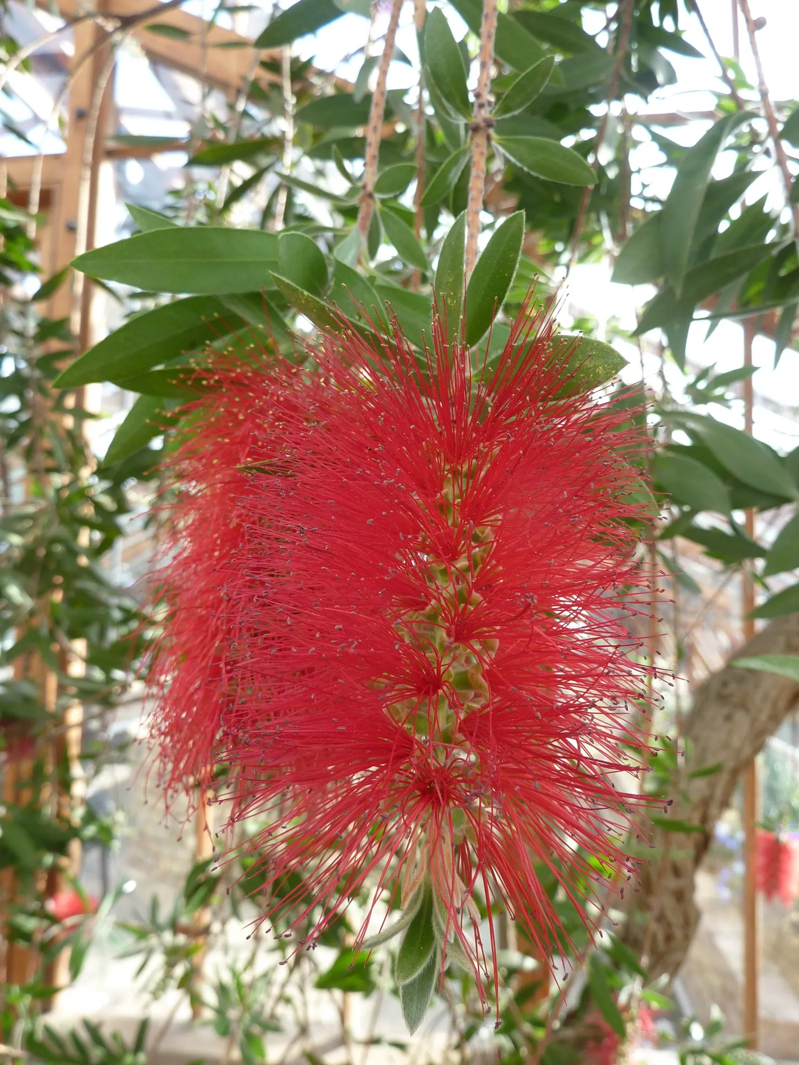 Crimson Bottlebrush (Callistemon Lanceolatus) — The spectacular brush-like flowers