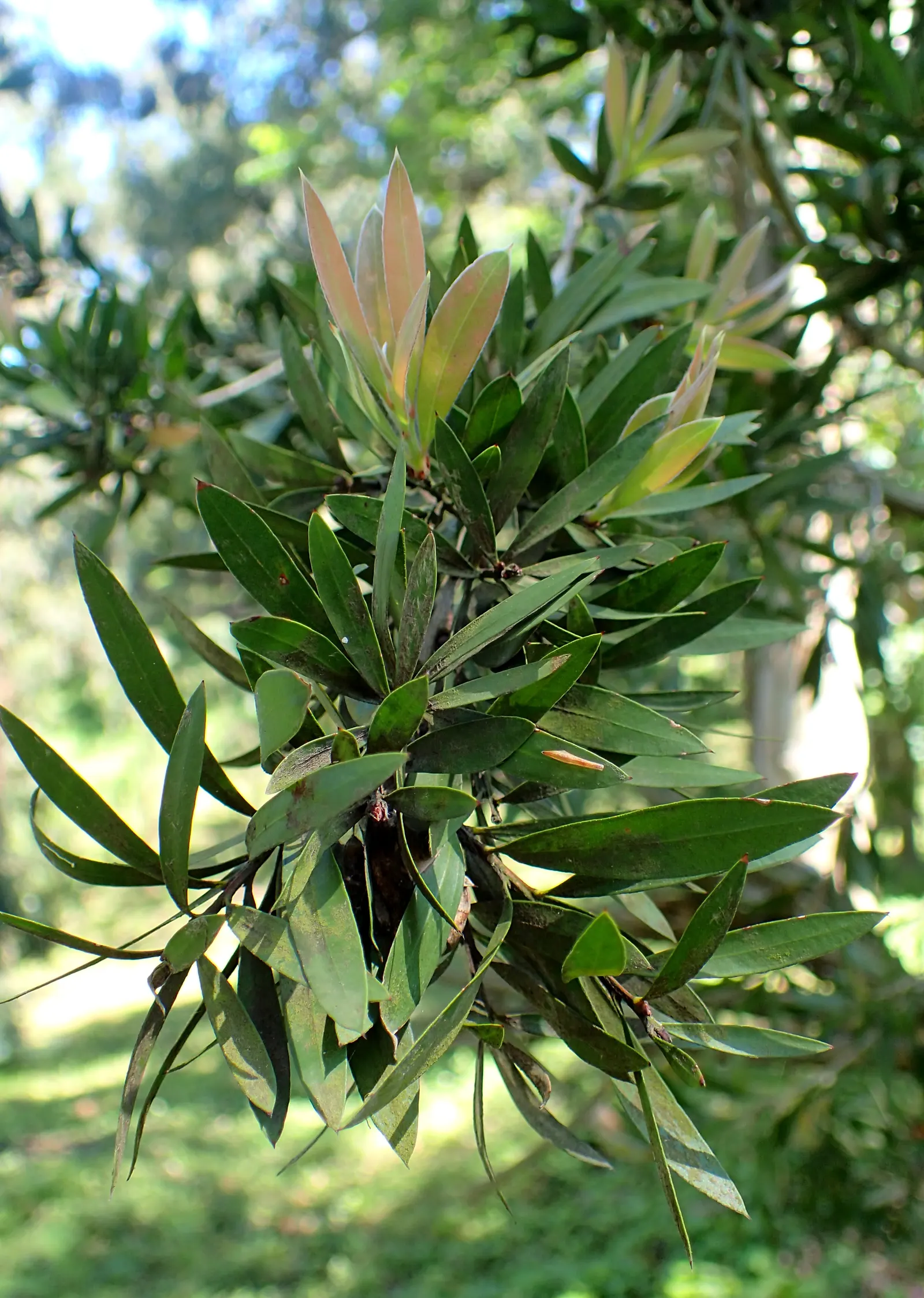 Crimson Bottlebrush (Callistemon Lanceolatus) — It's an attractor for pollinators like hummingbirds and butterflies; offering low maintenance and high