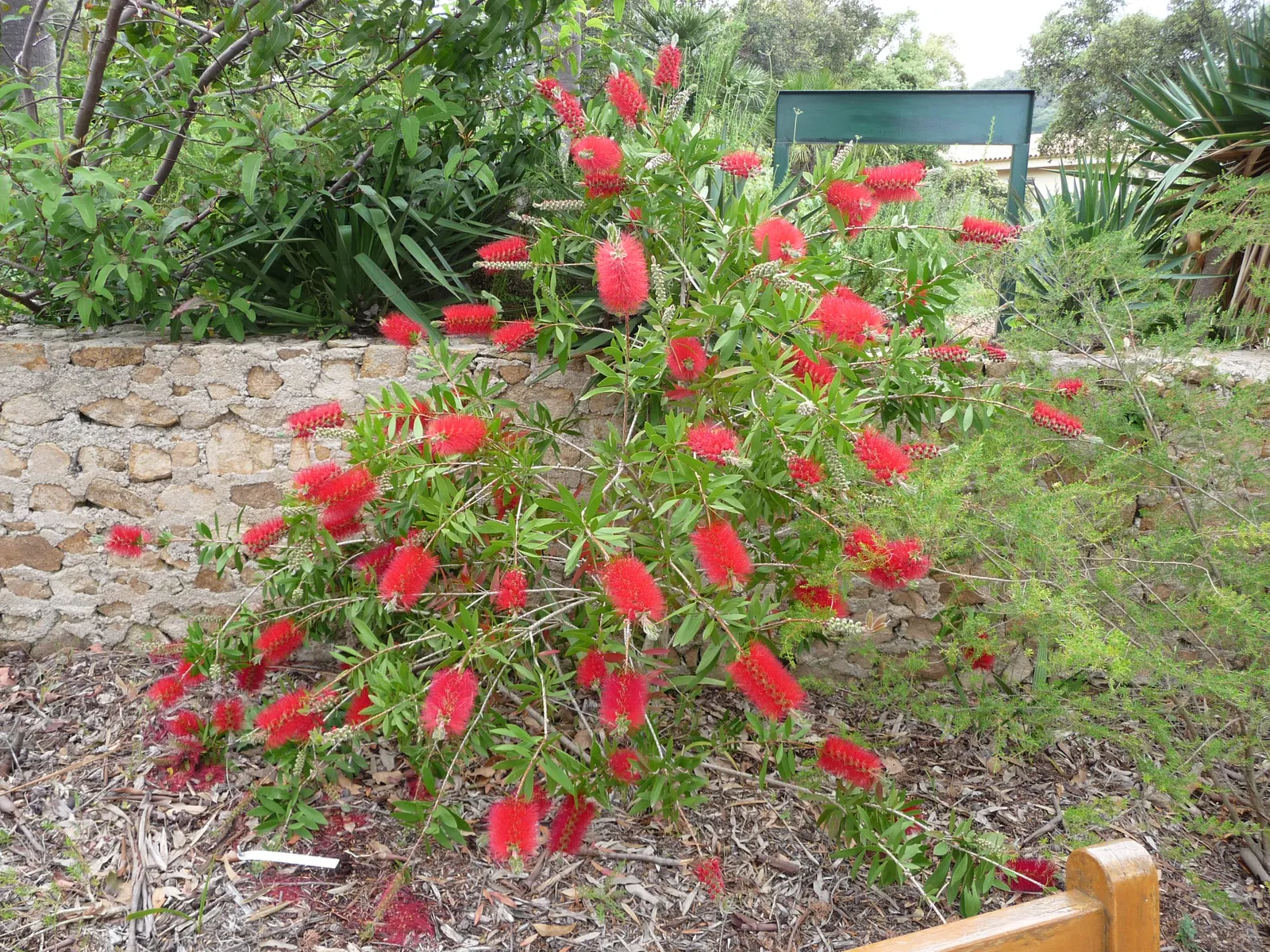 Crimson Bottlebrush (Callistemon Lanceolatus) — bloom from spring through summer; and other pollinators to the garden