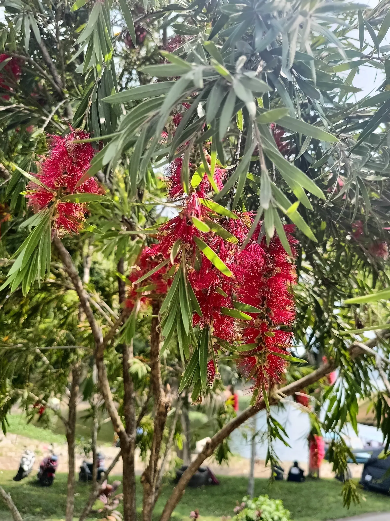 Crimson Bottlebrush (Callistemon Lanceolatus) — It thrives best in full sunlight but can tolerate partial shade; the spectacular brush-like flowers