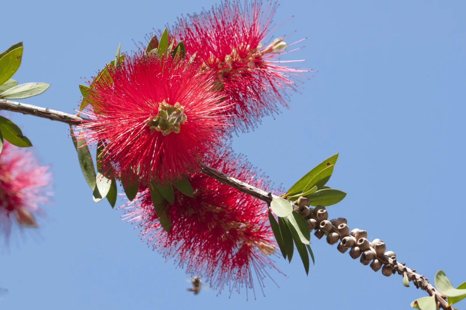 Crimson Bottlebrush (Callistemon Lanceolatus) — Known for cylindrical, red flower spikes resembling bottle brushes, it blooms spring-fall; growing, image 42