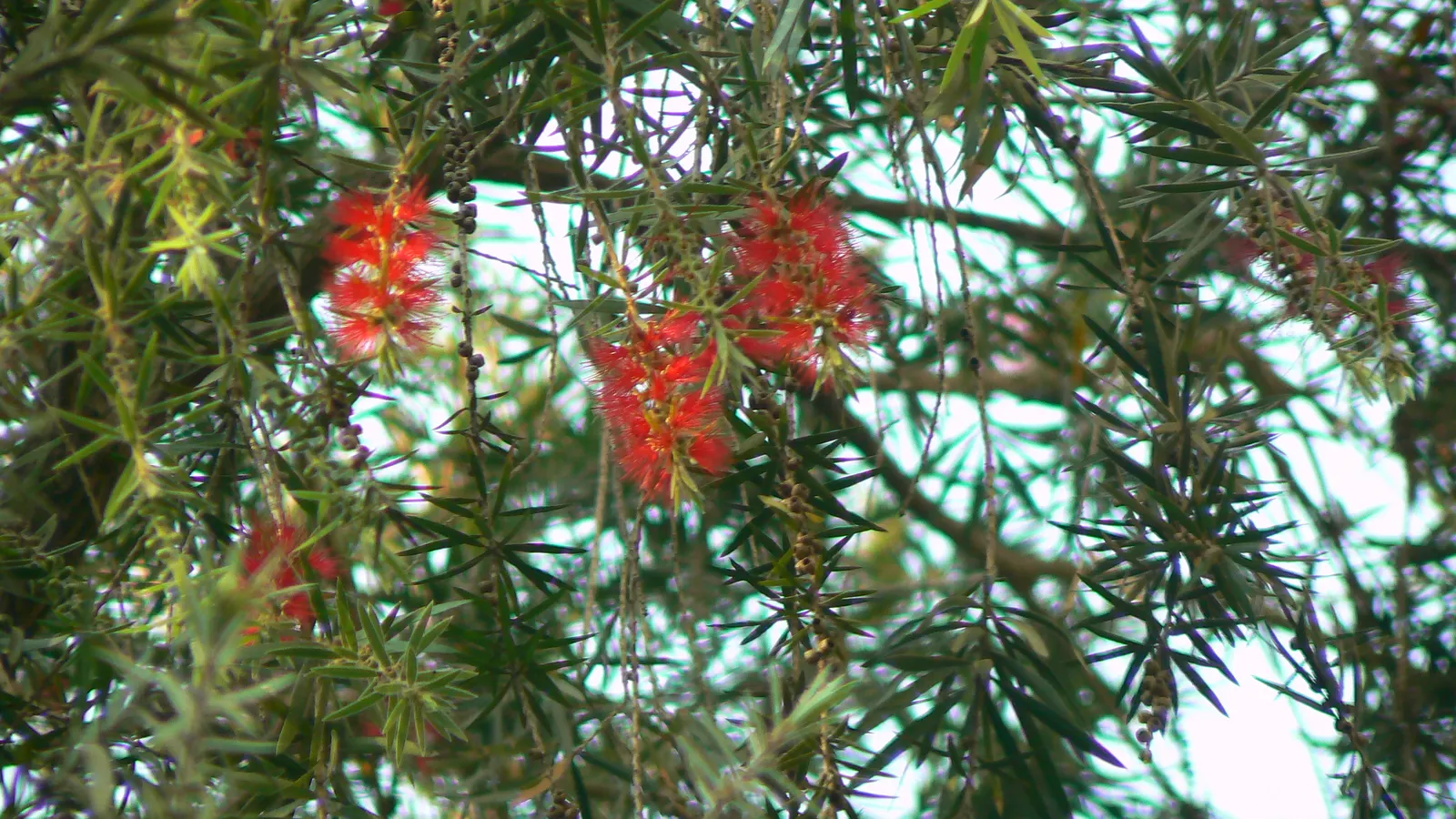 Crimson Bottlebrush (Callistemon Lanceolatus) — the Crimson Bottlebrush requires a well-drained; ideal for accenting and attracting wildlife in a variety of