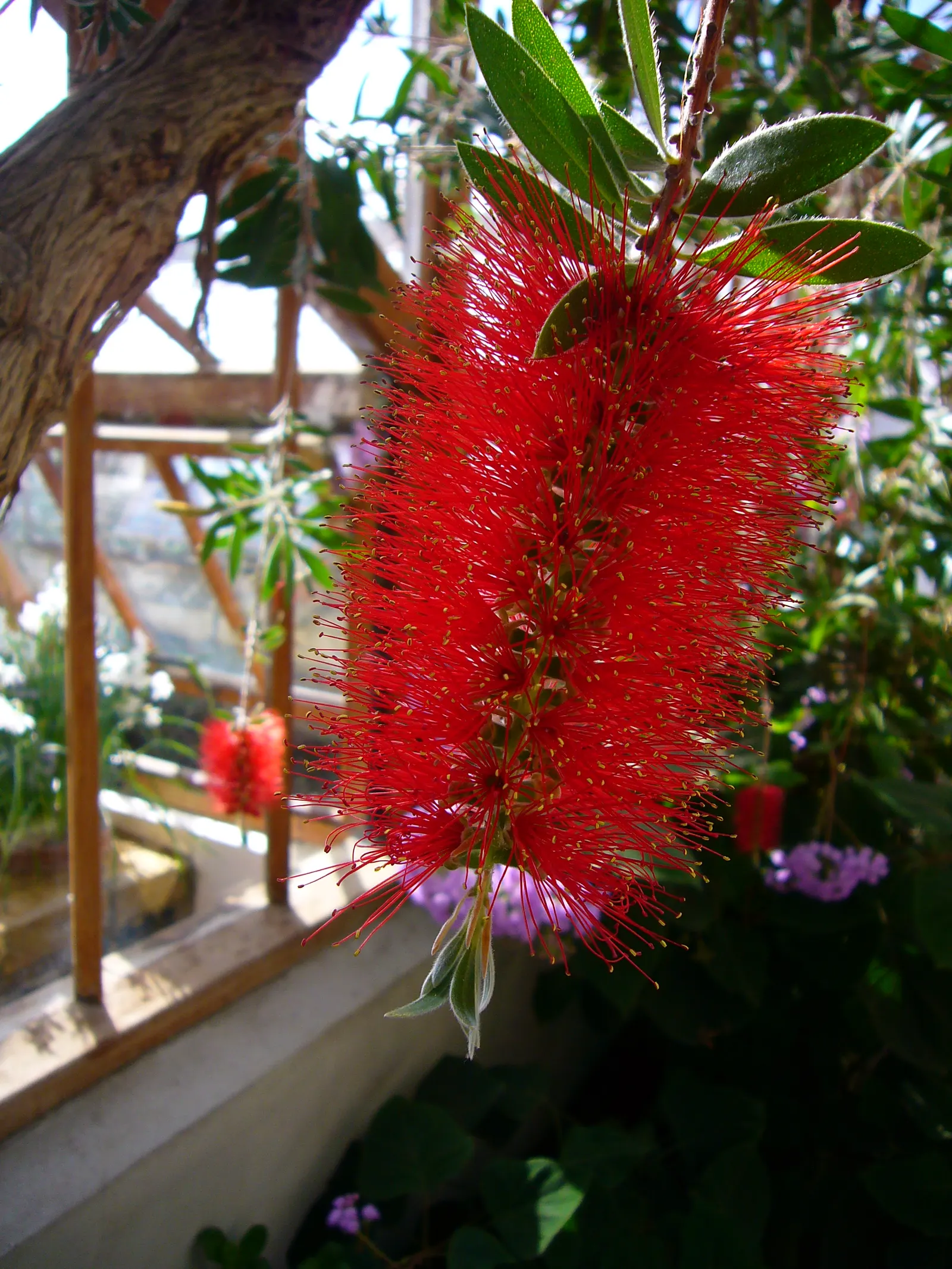Crimson Bottlebrush (Callistemon Lanceolatus) — It thrives best in full sunlight but can tolerate partial shade; the spectacular brush-like flowers, image 48