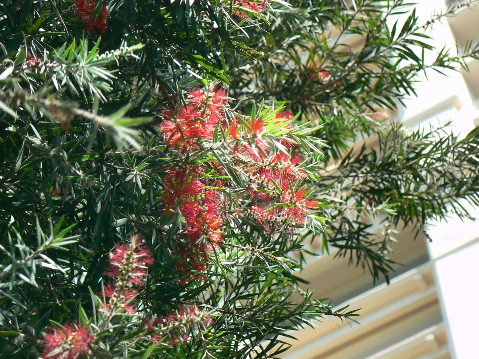 Crimson Bottlebrush (Callistemon Lanceolatus) — Known for cylindrical, red flower spikes resembling bottle brushes, it blooms spring-fall