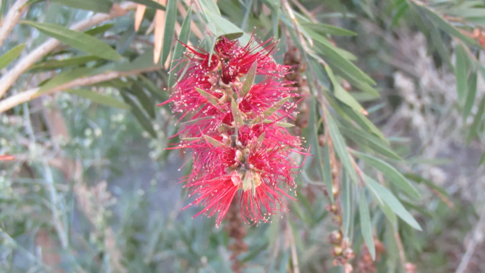 Crimson Bottlebrush (Callistemon Lanceolatus) — bloom from spring through summer