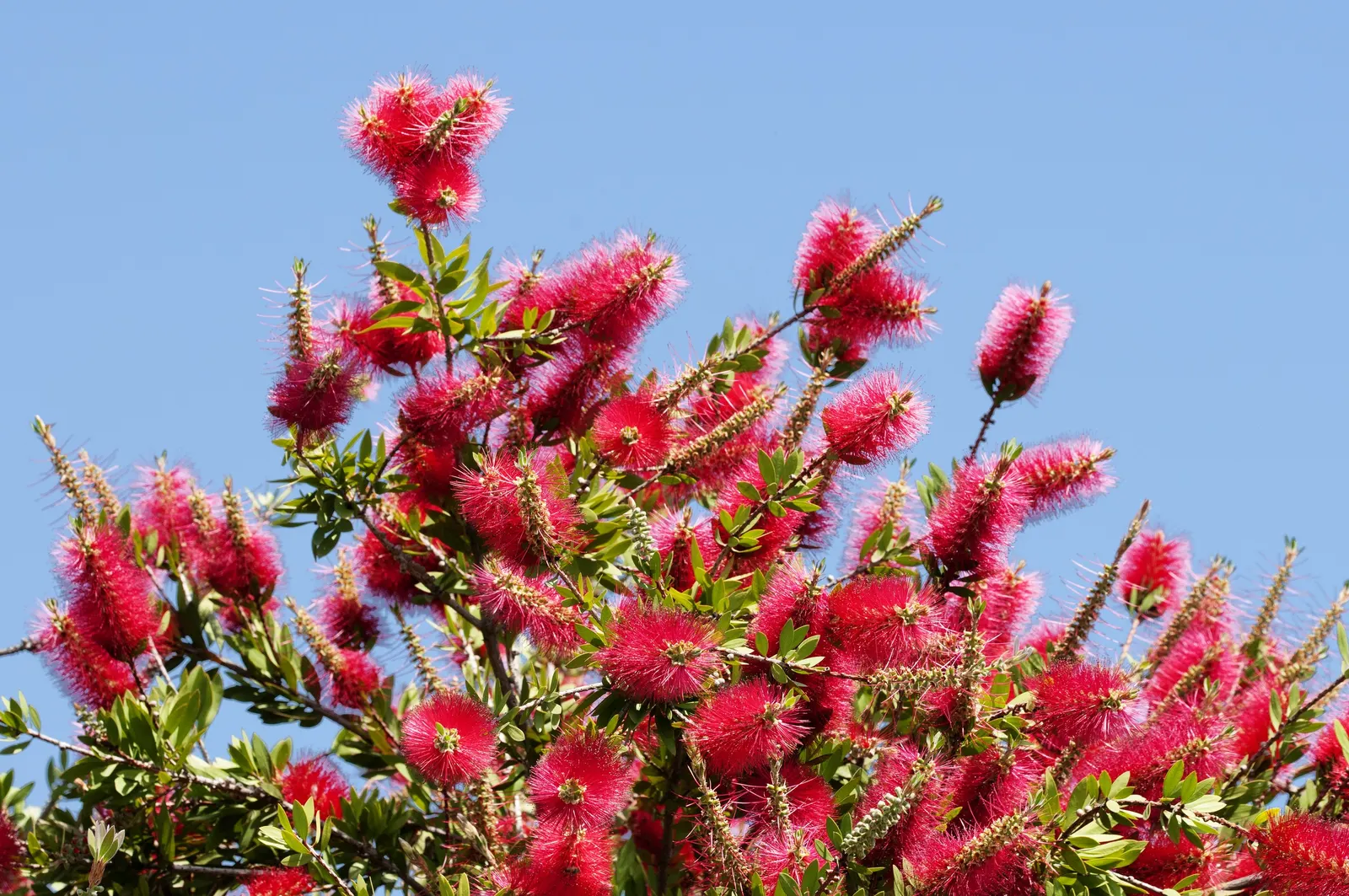 Crimson Bottlebrush (Callistemon Lanceolatus) — tree for full or half