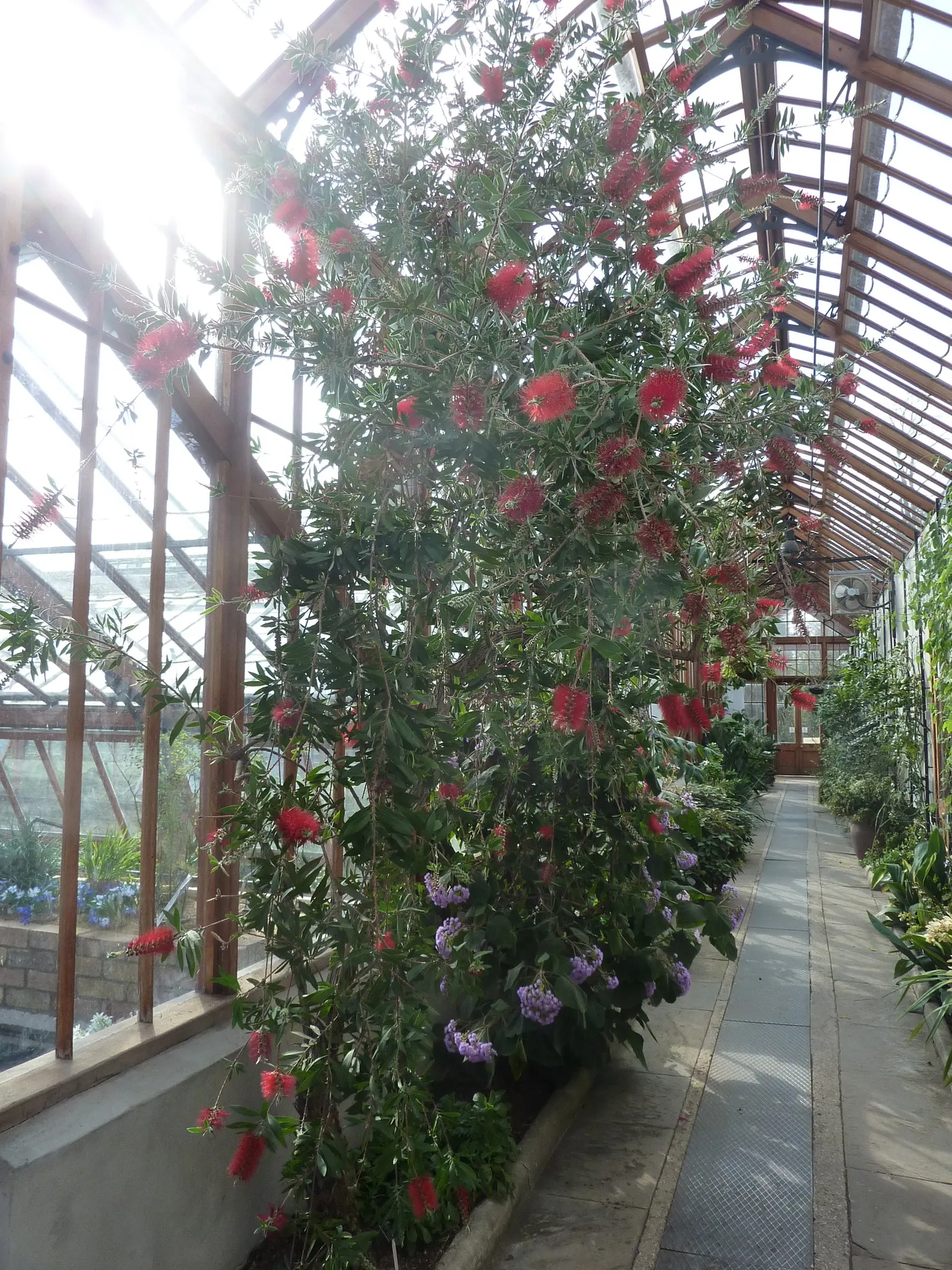 Crimson Bottlebrush (Callistemon Lanceolatus) — tree with red blooms; it is relatively drought-tolerant