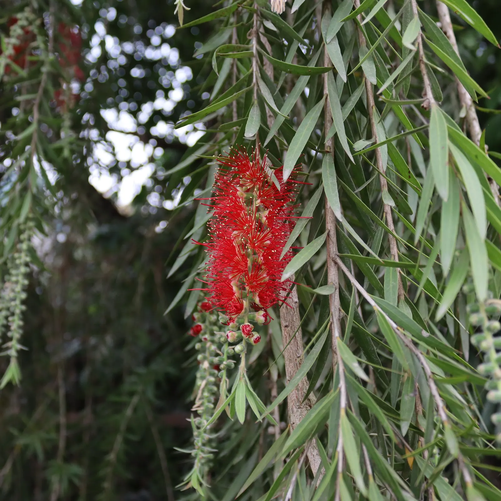 Crimson Bottlebrush (Callistemon Lanceolatus) — This evergreen prefers full sun, tolerates drought, and thrives in zones 9-11; red flowers in the garden