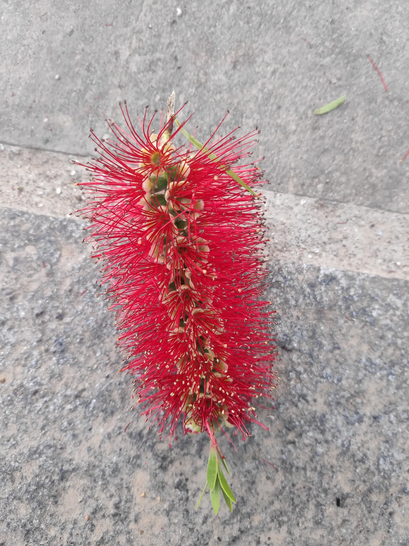 Crimson Bottlebrush (Callistemon Lanceolatus) — and often exude a lemony scent when crushed; the Crimson Bottlebrush, Callistemon lanceolatus, is a vibrant