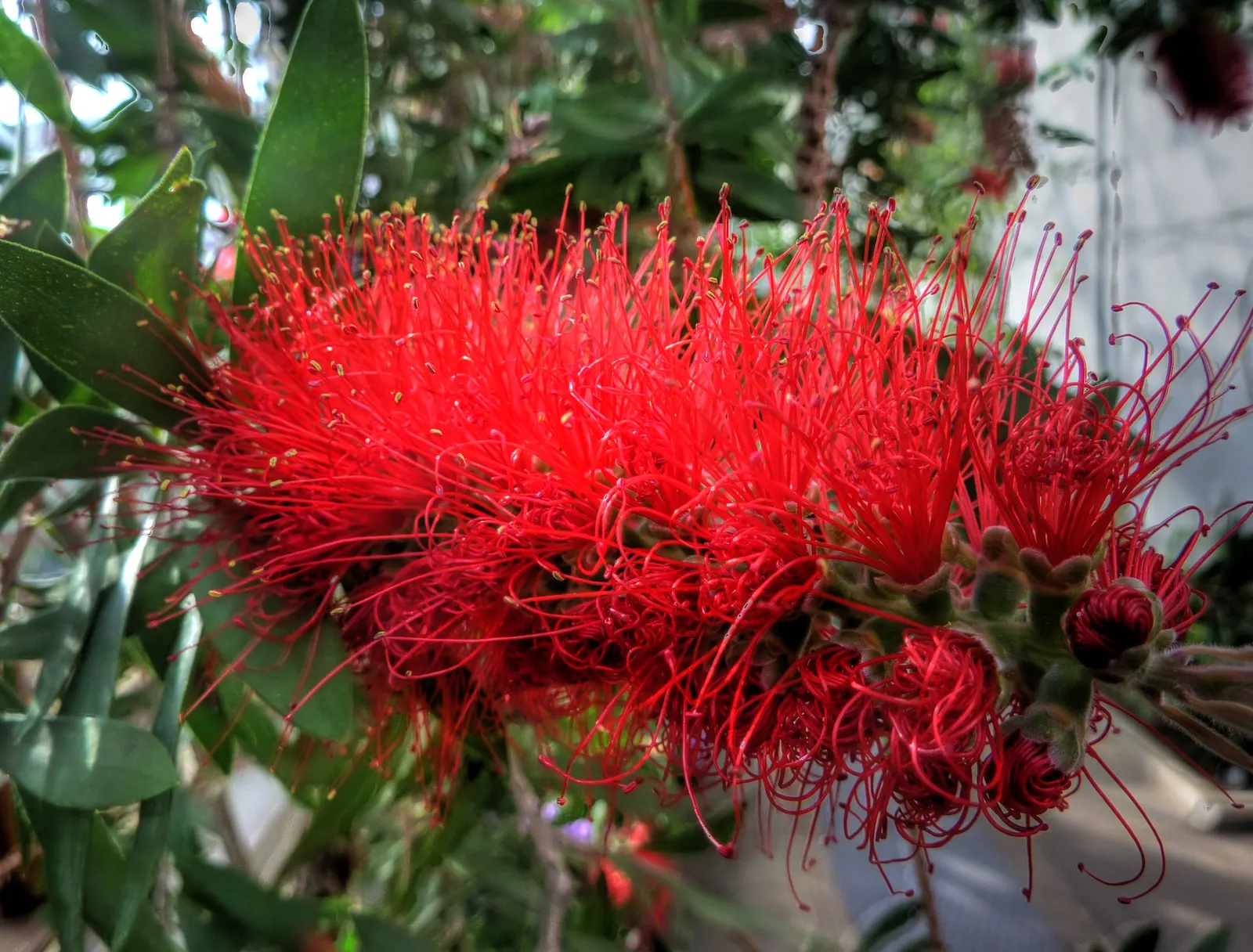 Crimson Bottlebrush (Callistemon Lanceolatus) — it provides year-round interest with its foliage.<br><br>For landscape design
