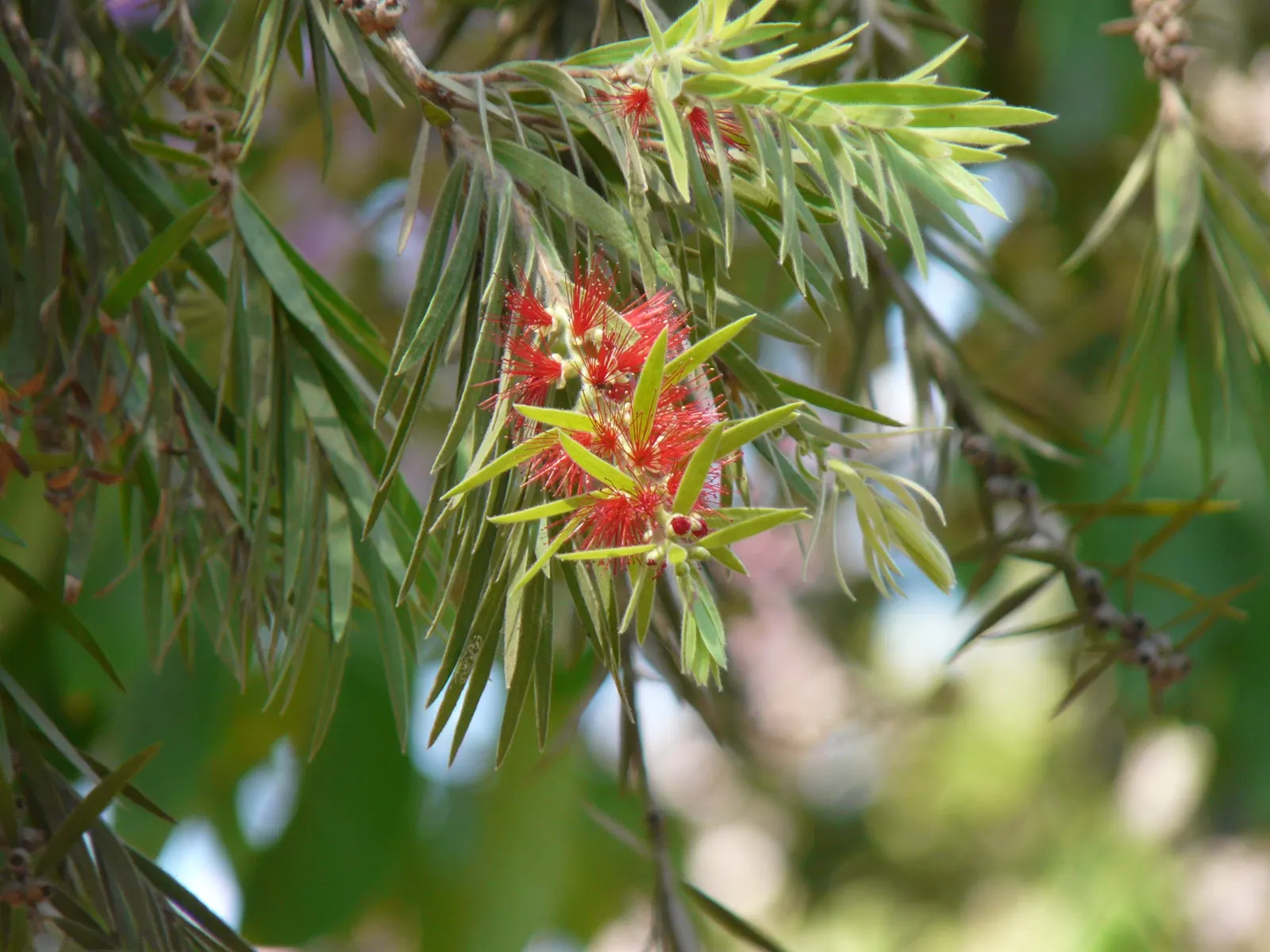 Crimson Bottlebrush (Callistemon Lanceolatus) — tree for full or half; pruning can be done immediately after flowering to maintain the desired shape and