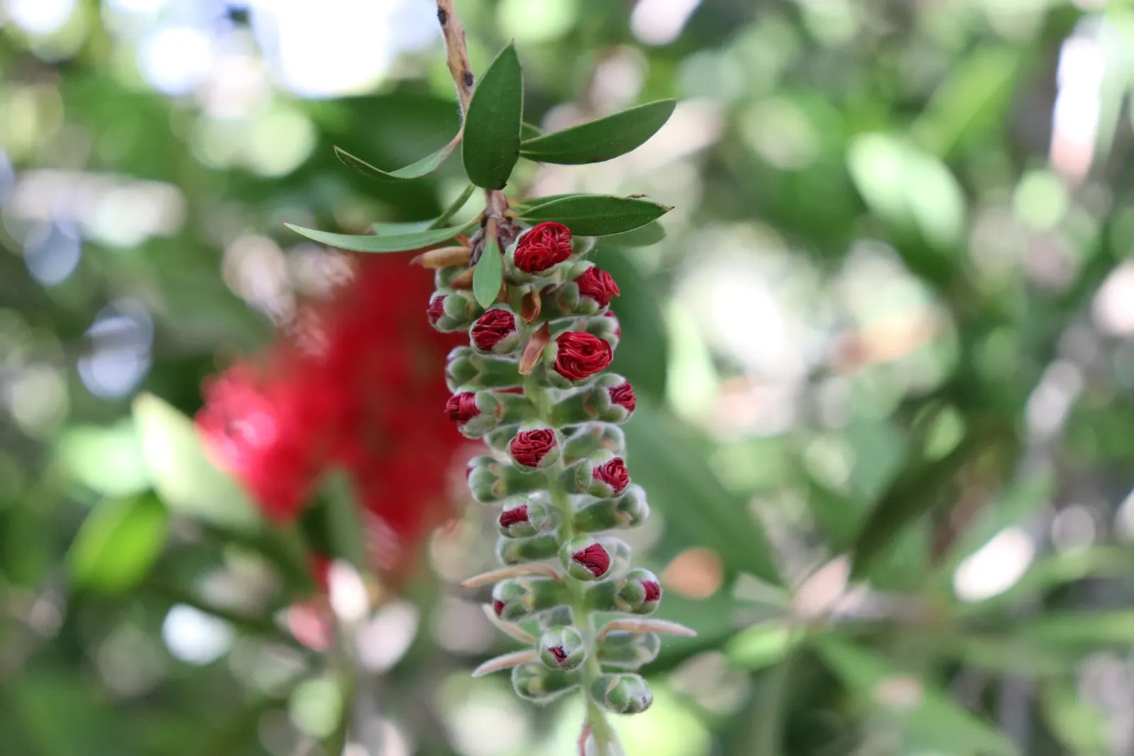 Crimson Bottlebrush (Callistemon Lanceolatus) — tree with red blooms