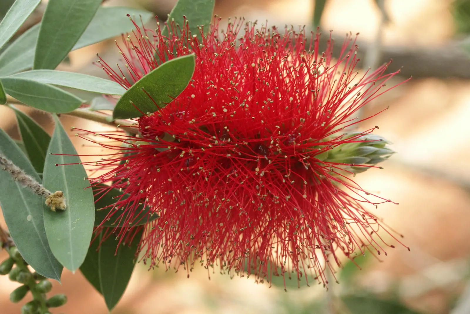 Crimson Bottlebrush (Callistemon Lanceolatus) — offering low maintenance and high aesthetic appeal