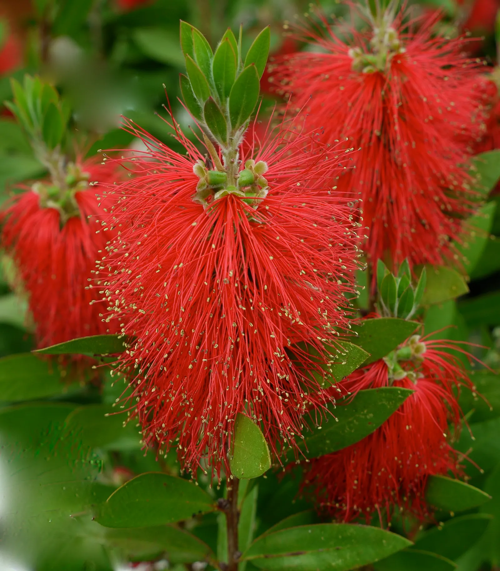 Crimson Bottlebrush (Callistemon Lanceolatus) — It's an attractor for pollinators like hummingbirds and butterflies