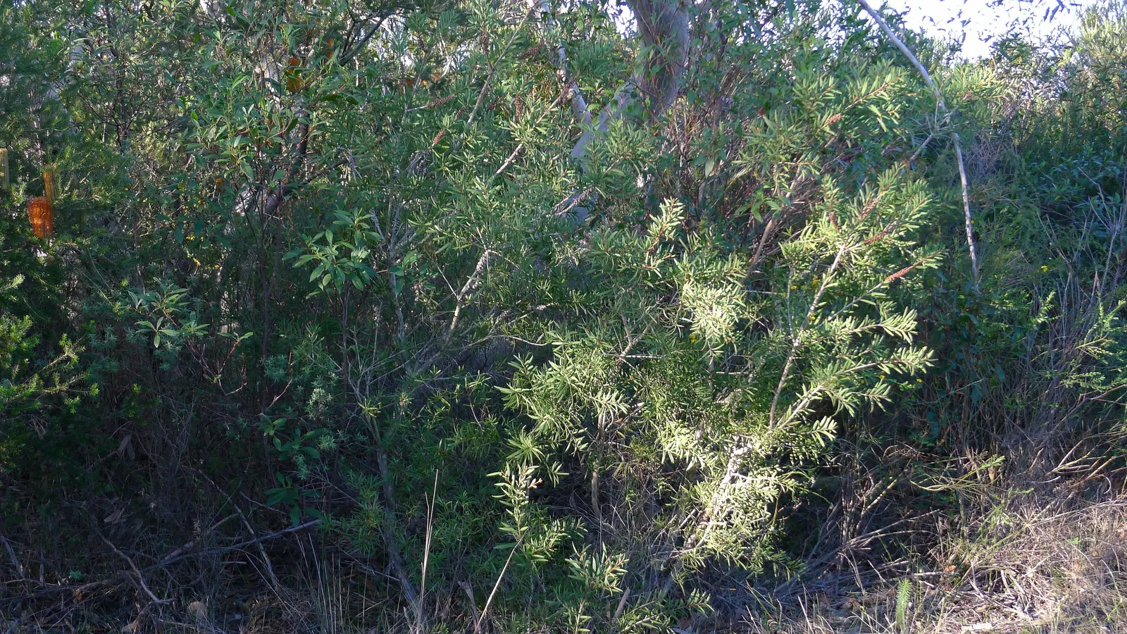 Crimson Bottlebrush (Callistemon Lanceolatus) — offering low maintenance and high aesthetic appeal; and often exude a lemony scent when crushed, image 45