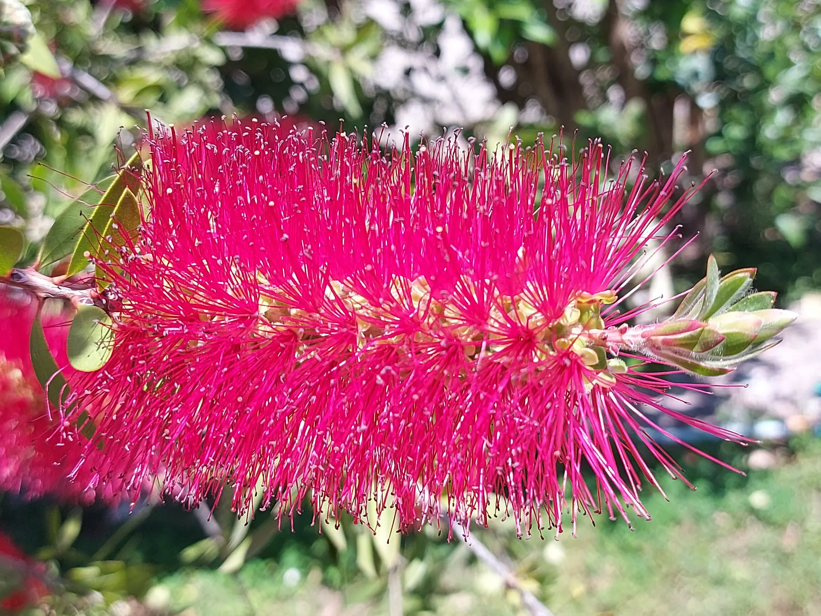 Crimson Bottlebrush (Callistemon Lanceolatus) — though this may reduce the intensity of its flowering; tree for full or half