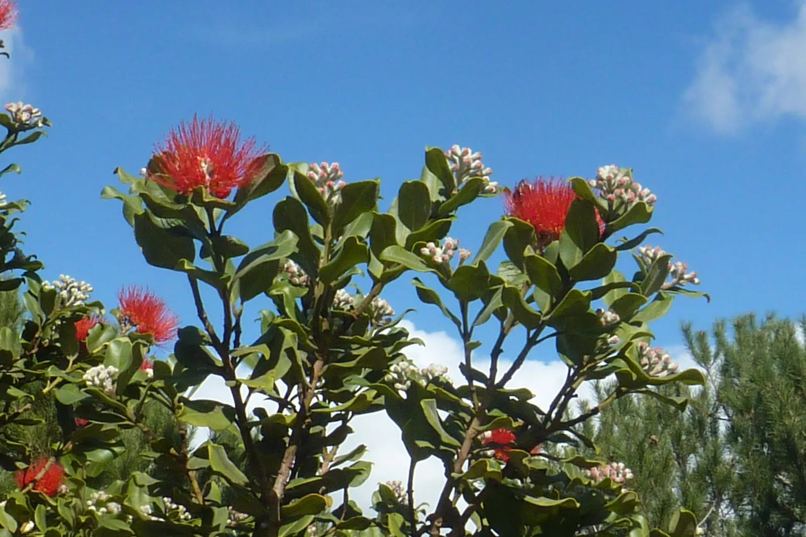 Crimson Bottlebrush (Callistemon Lanceolatus) — The spectacular brush-like flowers; it thrives best in full sunlight but can tolerate partial shade