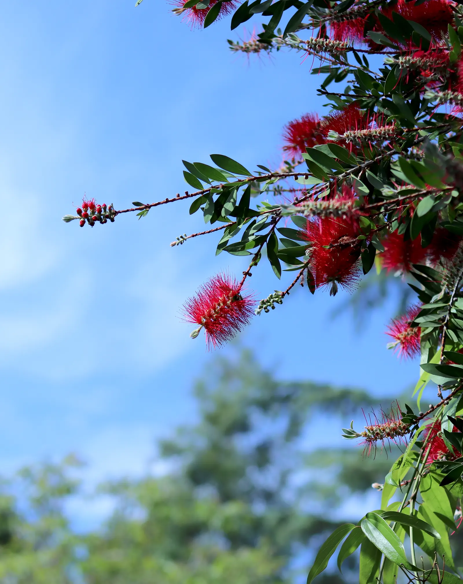 Crimson Bottlebrush (Callistemon Lanceolatus) — Known for cylindrical, red flower spikes resembling bottle brushes, it blooms spring-fall; growing up to 3