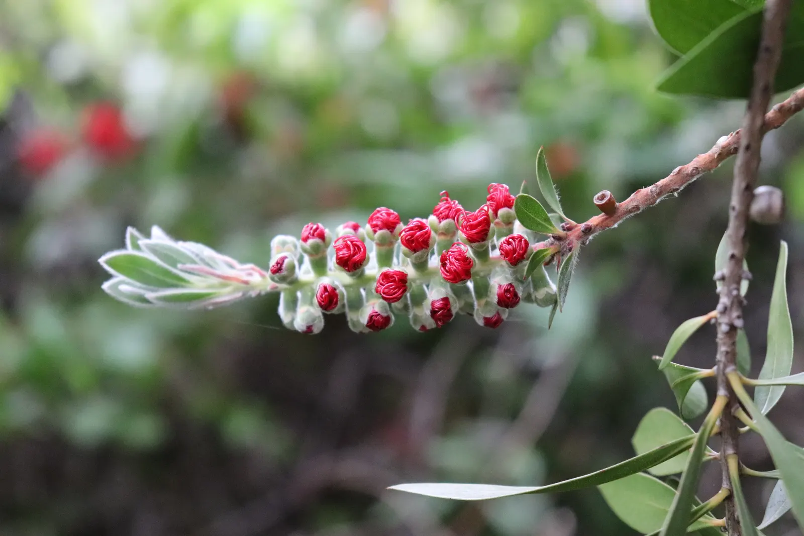 Crimson Bottlebrush (Callistemon Lanceolatus) — though this may reduce the intensity of its flowering; tree for full or half, image 49