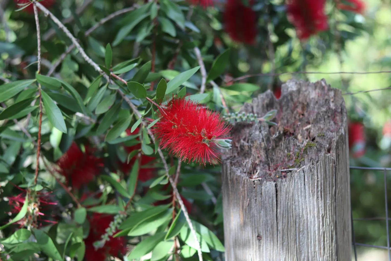 Crimson Bottlebrush (Callistemon Lanceolatus) — and often exude a lemony scent when crushed