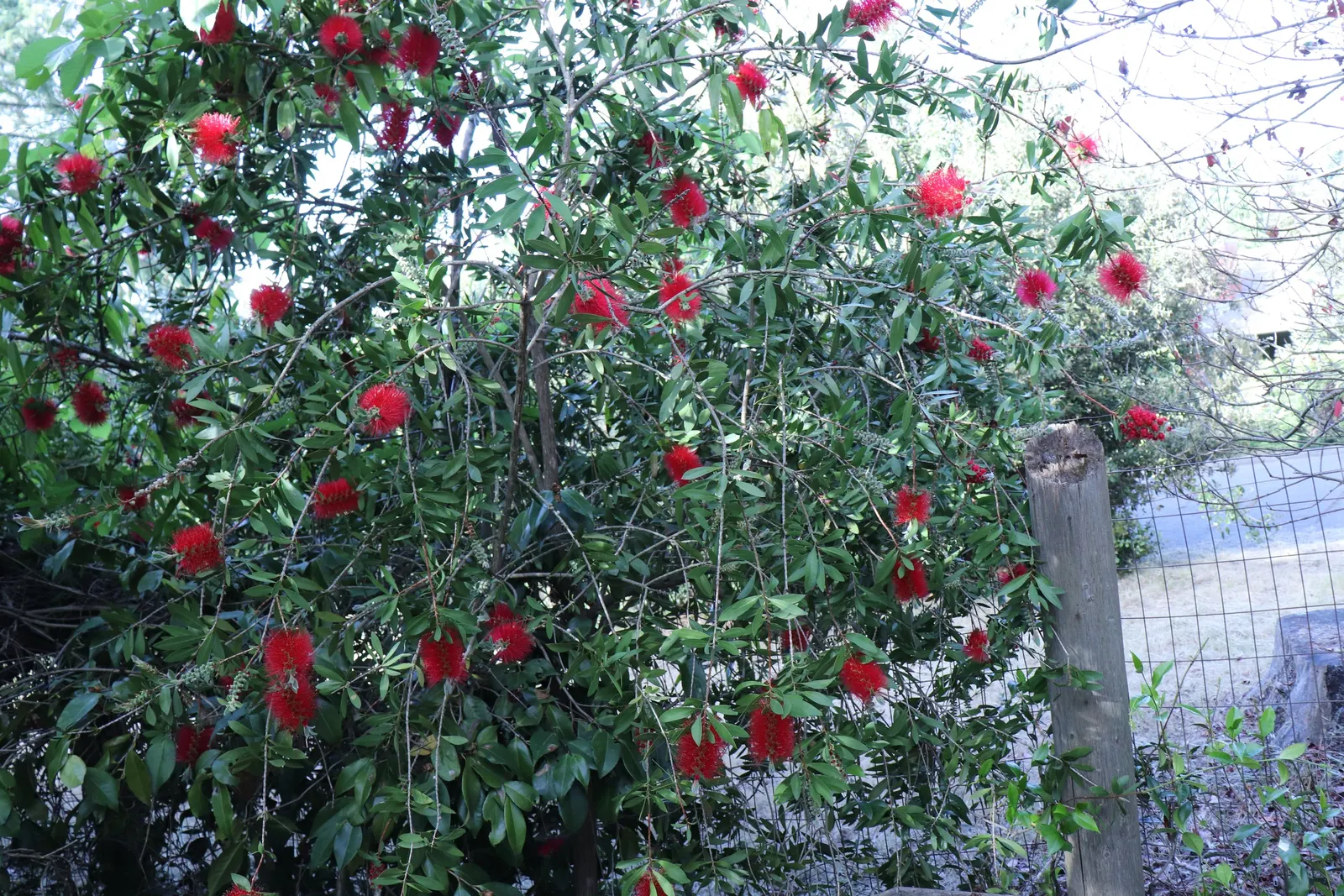 Crimson Bottlebrush (Callistemon Lanceolatus) — and other pollinators to the garden; known for cylindrical, red flower spikes resembling bottle brushes, it