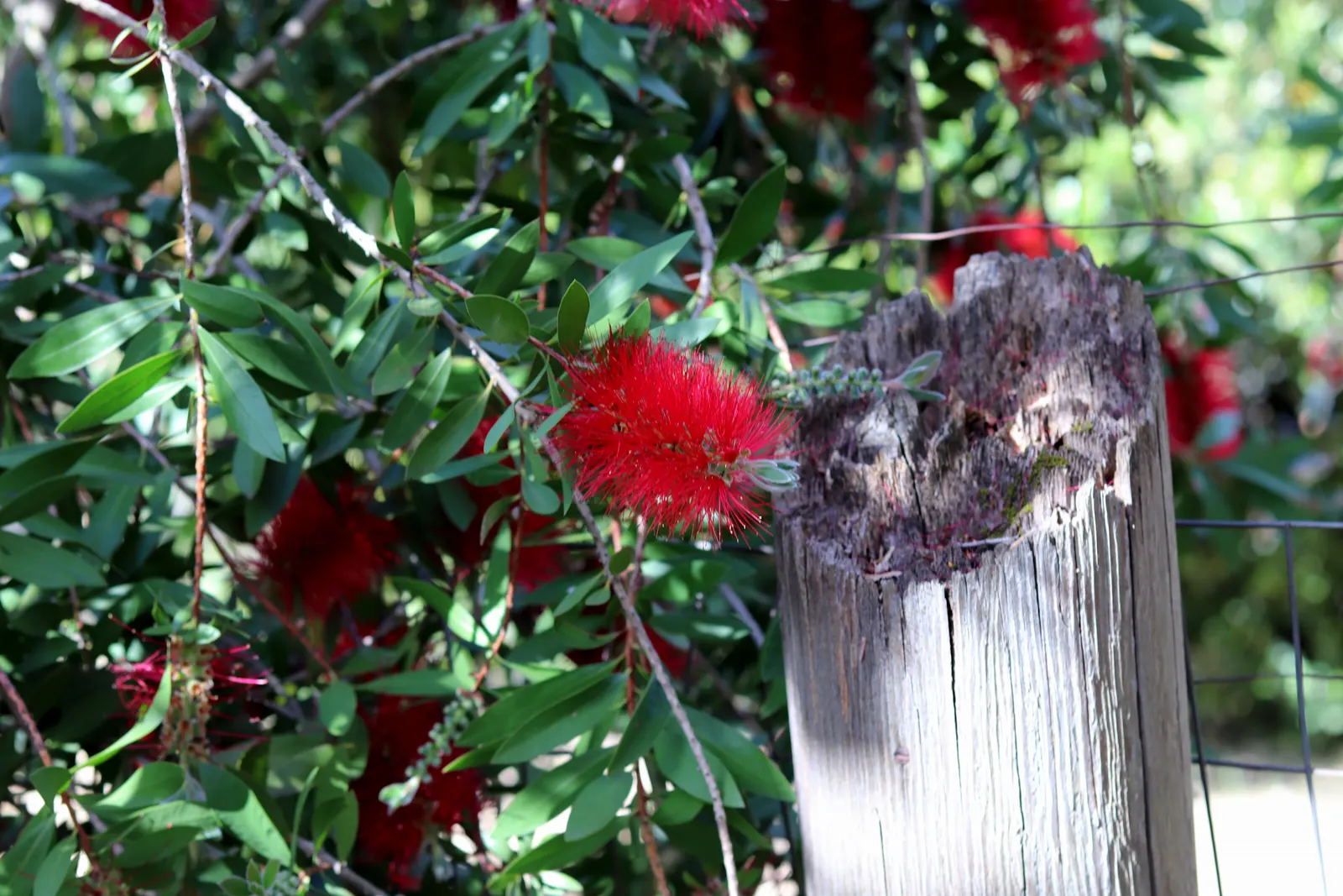 Crimson Bottlebrush (Callistemon Lanceolatus) — red flowers in the garden