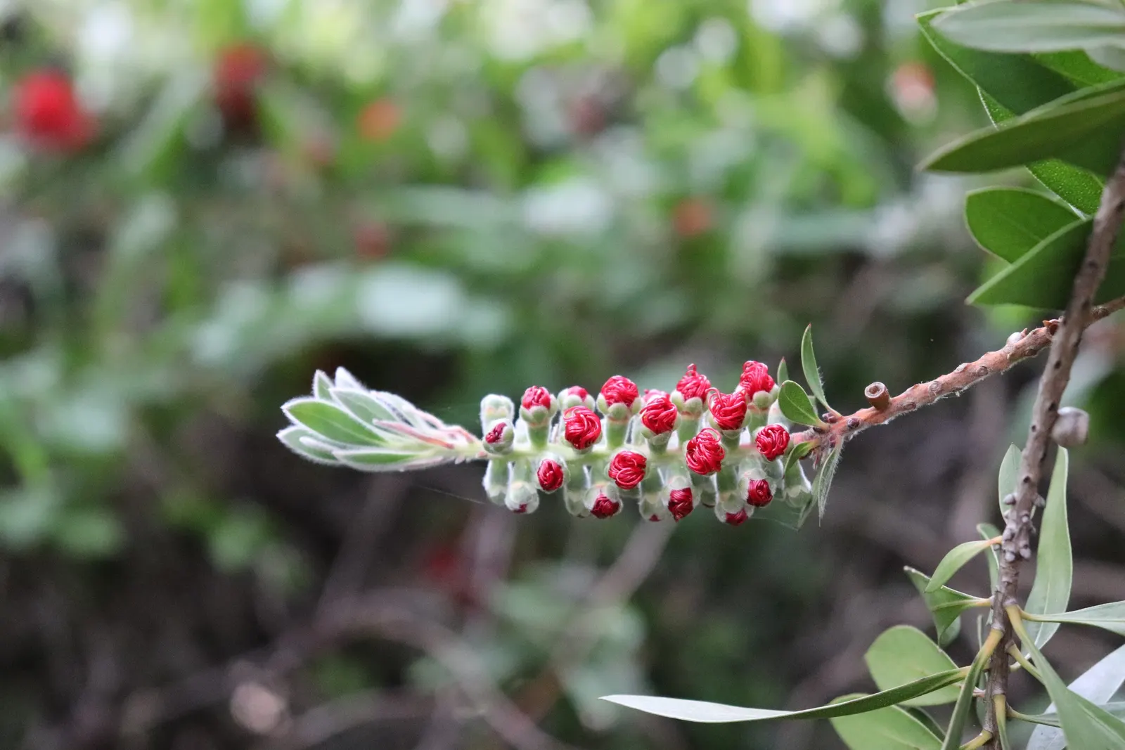 Crimson Bottlebrush (Callistemon Lanceolatus) — Pruning can be done immediately after flowering to maintain the desired shape and promote bushier growth; it
