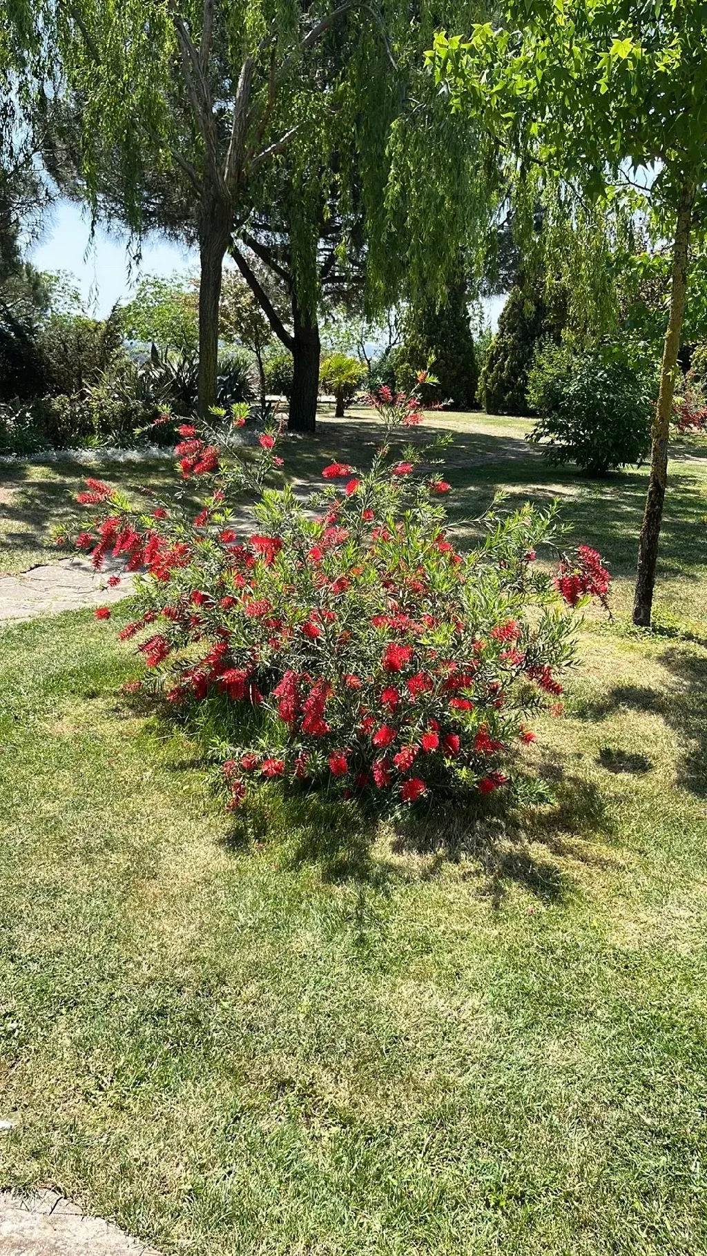 Crimson Bottlebrush (Callistemon Lanceolatus) — growing up to 3 inches long; bloom from spring through summer, image 51
