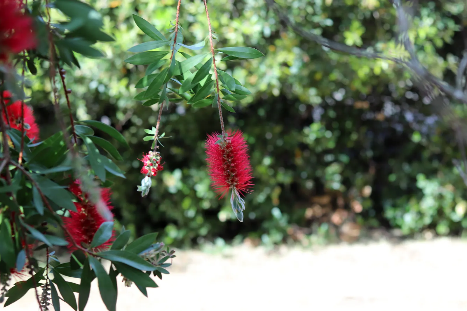 Crimson Bottlebrush (Callistemon Lanceolatus) — and other pollinators to the garden