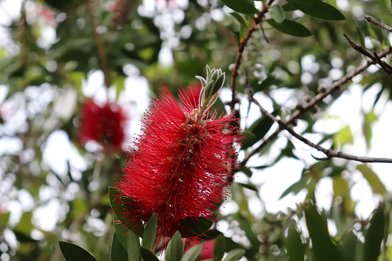 Crimson Bottlebrush (Callistemon Lanceolatus) — growing up to 3 inches long; bloom from spring through summer