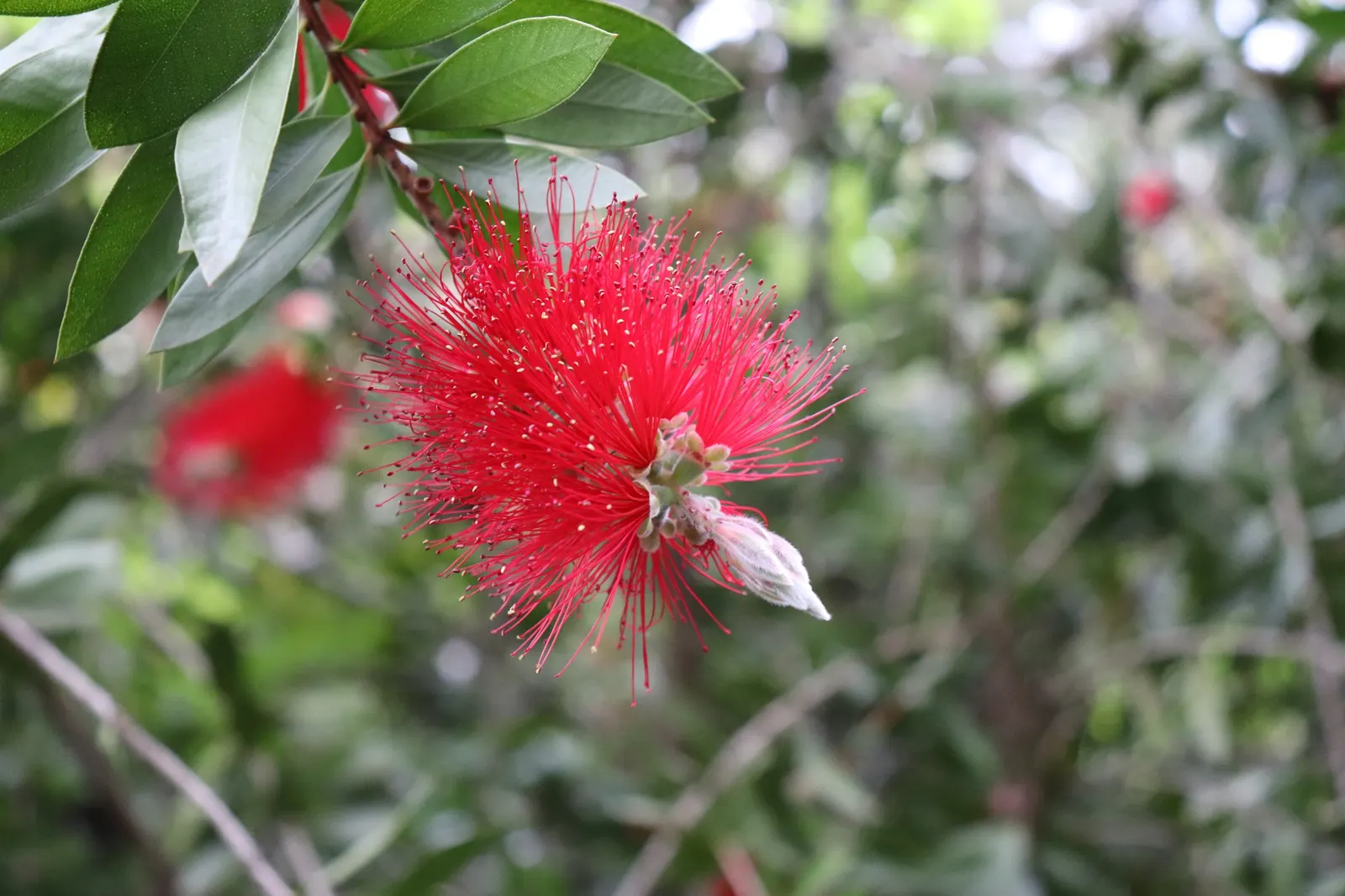 Crimson Bottlebrush (Callistemon Lanceolatus) — The Crimson Bottlebrush, Callistemon lanceolatus, is a vibrant shrub, reaching 5-10 ft high and 4-8 ft wide