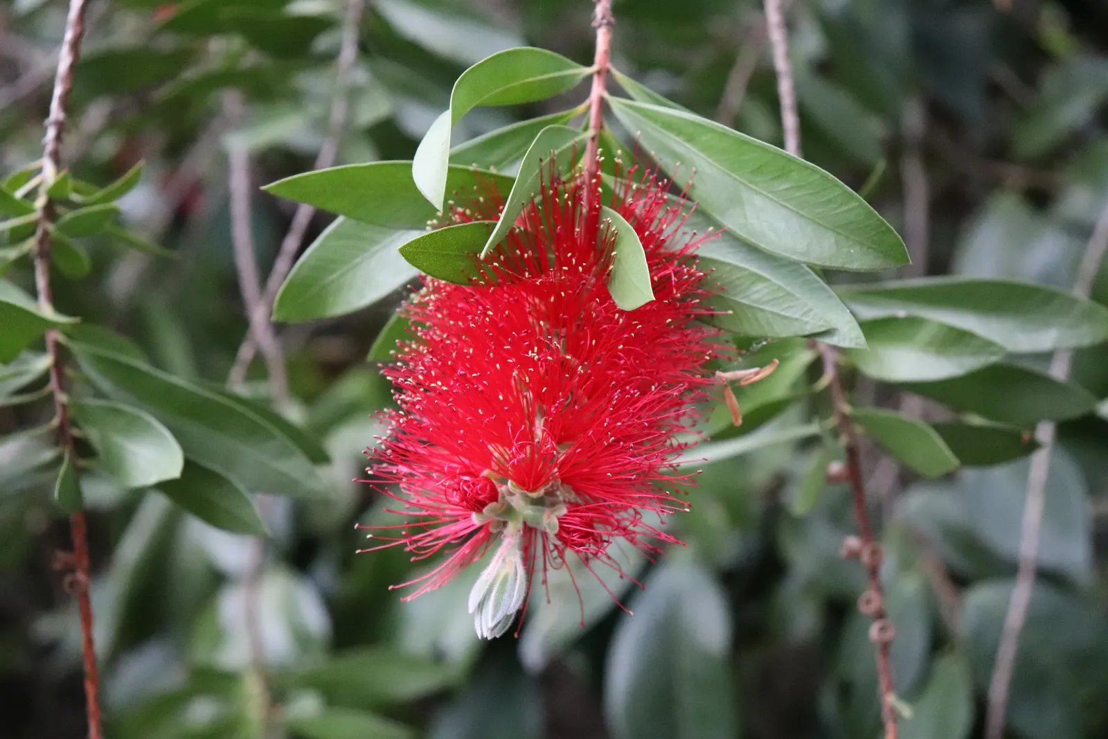 Crimson Bottlebrush (Callistemon Lanceolatus) — Ideal for accenting and attracting wildlife in a variety of landscape designs