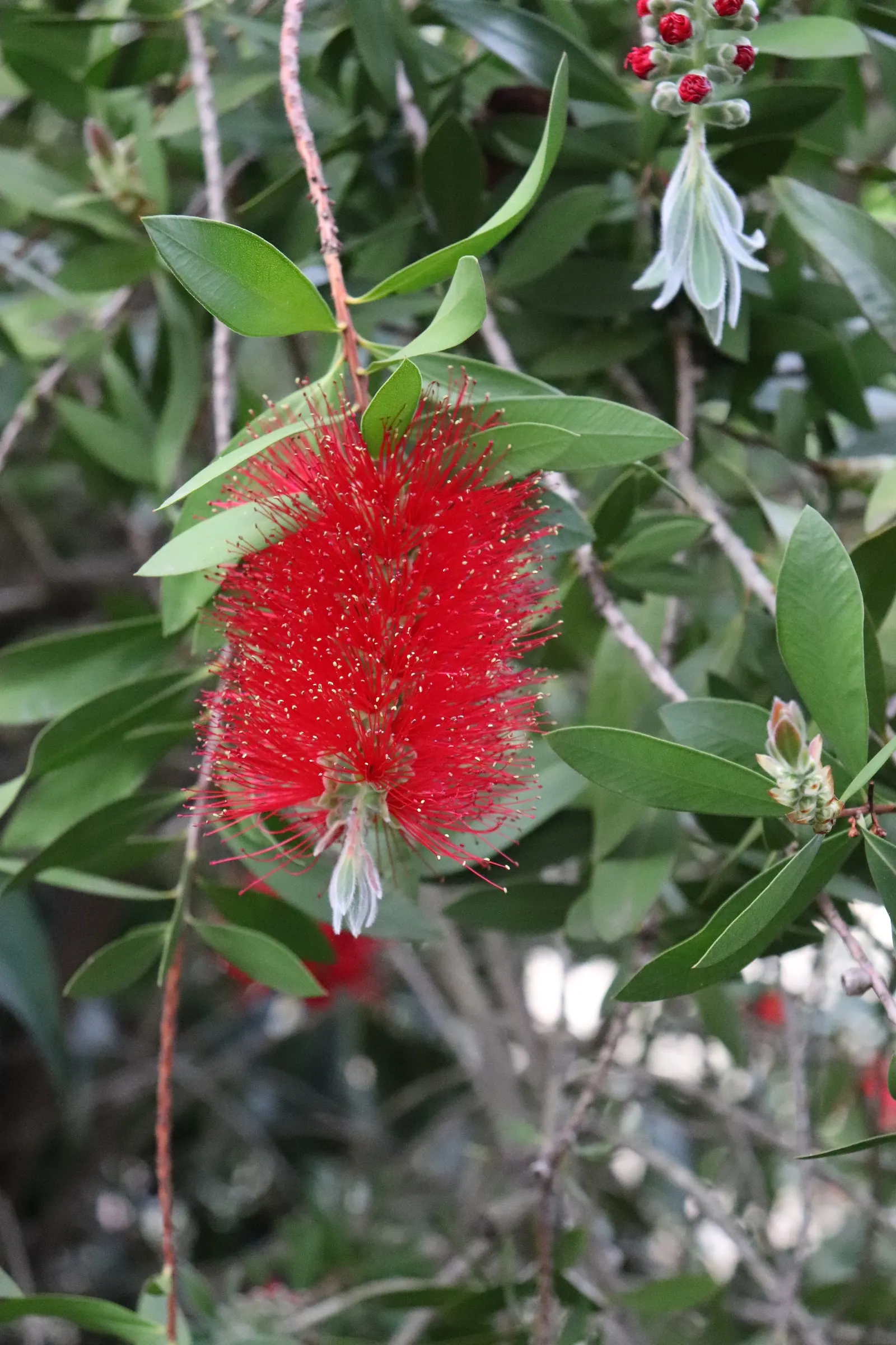 Crimson Bottlebrush (Callistemon Lanceolatus) — Ideal for accenting and attracting wildlife in a variety of landscape designs; tree with red blooms