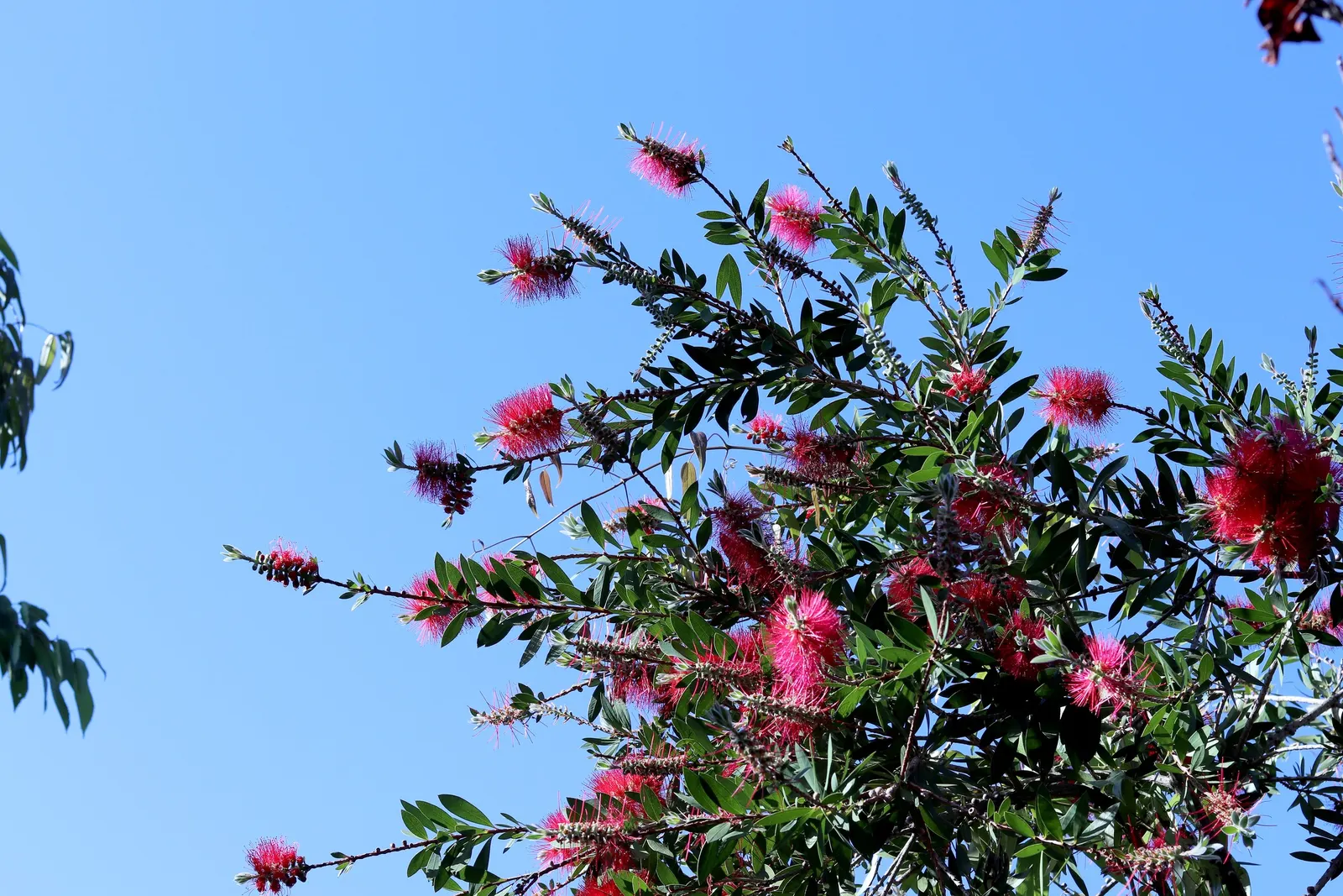 Crimson Bottlebrush (Callistemon Lanceolatus) — red flowers in the garden; this evergreen prefers full sun, tolerates drought, and thrives in zones 9-11