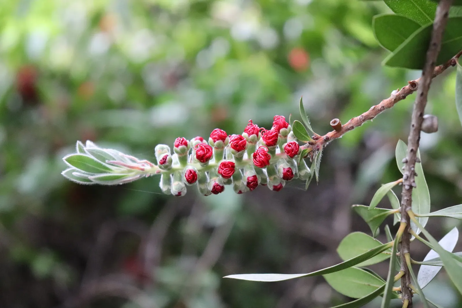 Crimson Bottlebrush (Callistemon Lanceolatus) — This evergreen prefers full sun, tolerates drought, and thrives in zones 9-11; red flowers in the, image 43