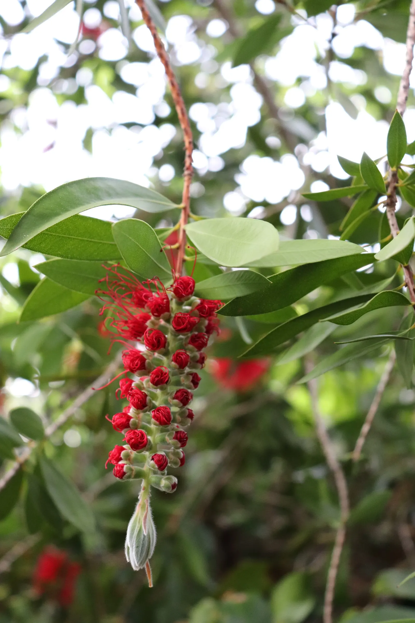 Crimson Bottlebrush (Callistemon Lanceolatus) — It's an attractor for pollinators like hummingbirds and butterflies; offering low maintenance and, image 44