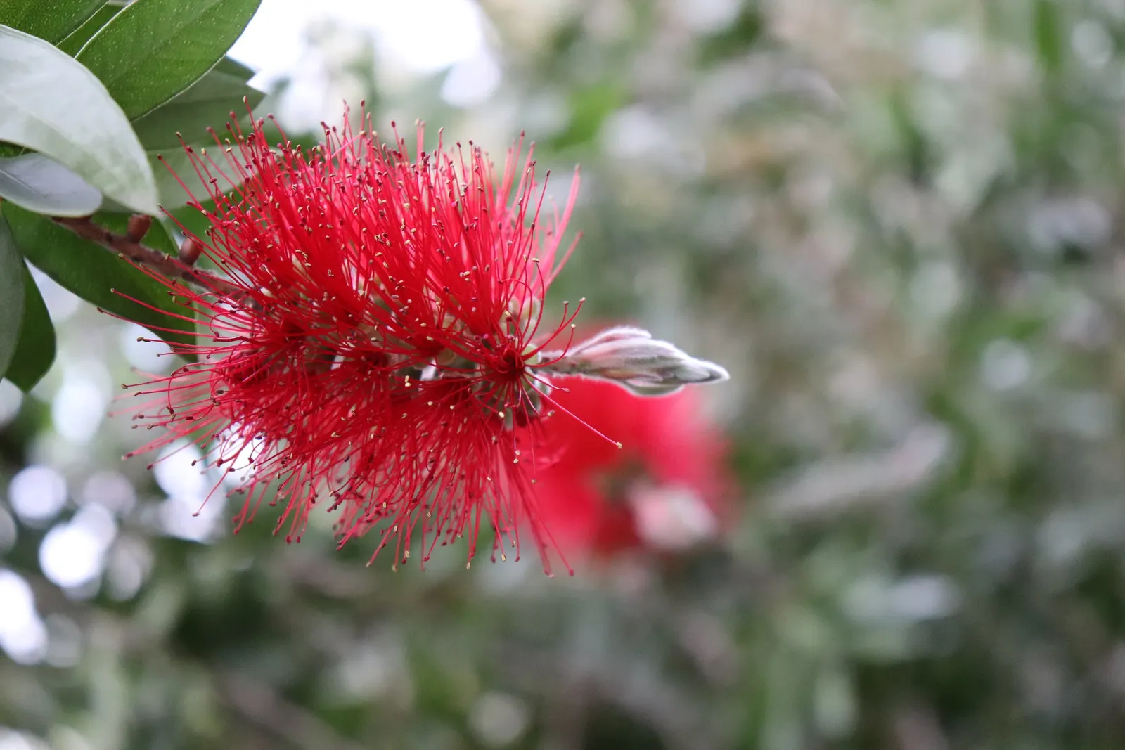 Crimson Bottlebrush (Callistemon Lanceolatus) — growing up to 3 inches long