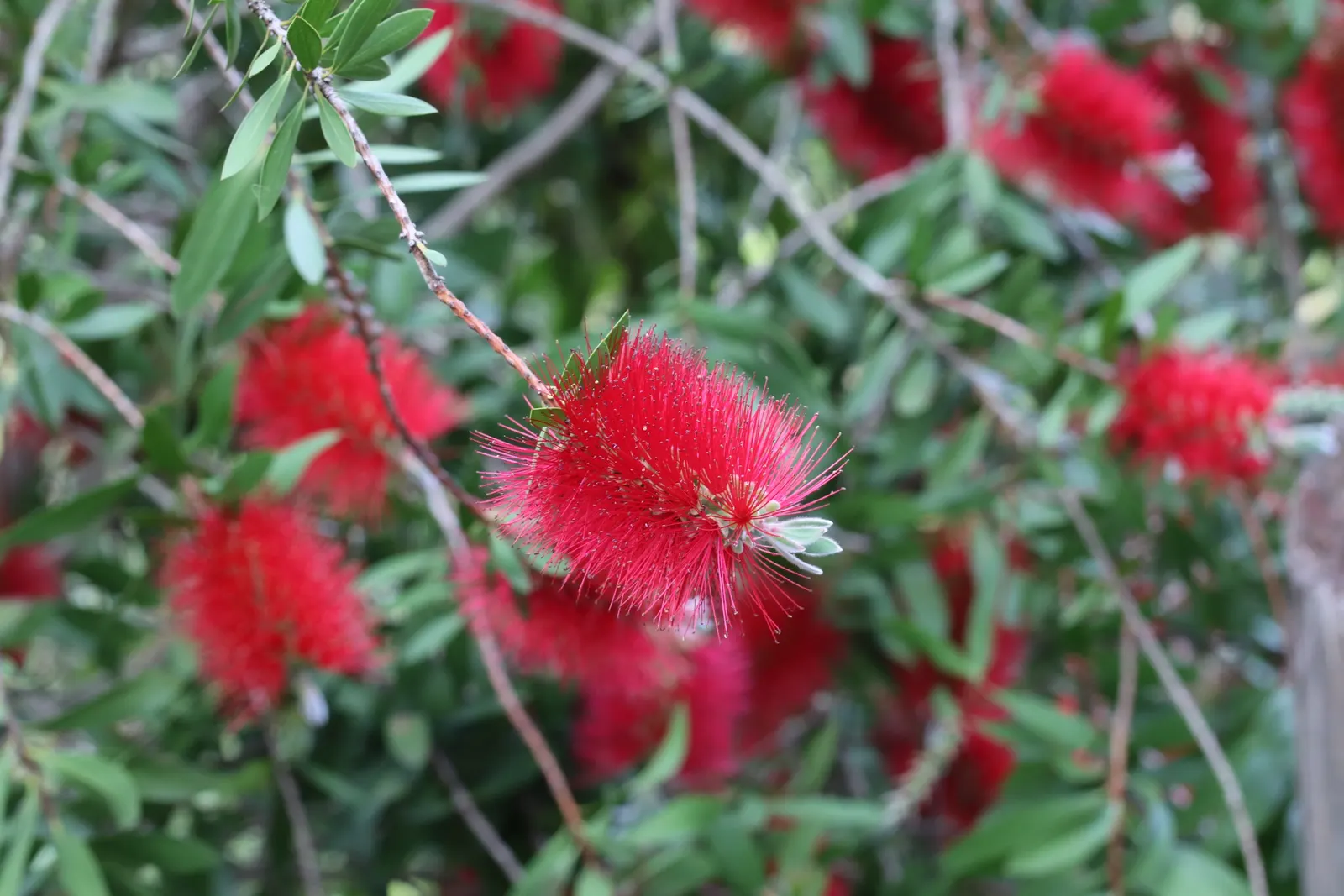 Crimson Bottlebrush (Callistemon Lanceolatus) — offering low maintenance and high aesthetic appeal; and often exude a lemony scent when crushed