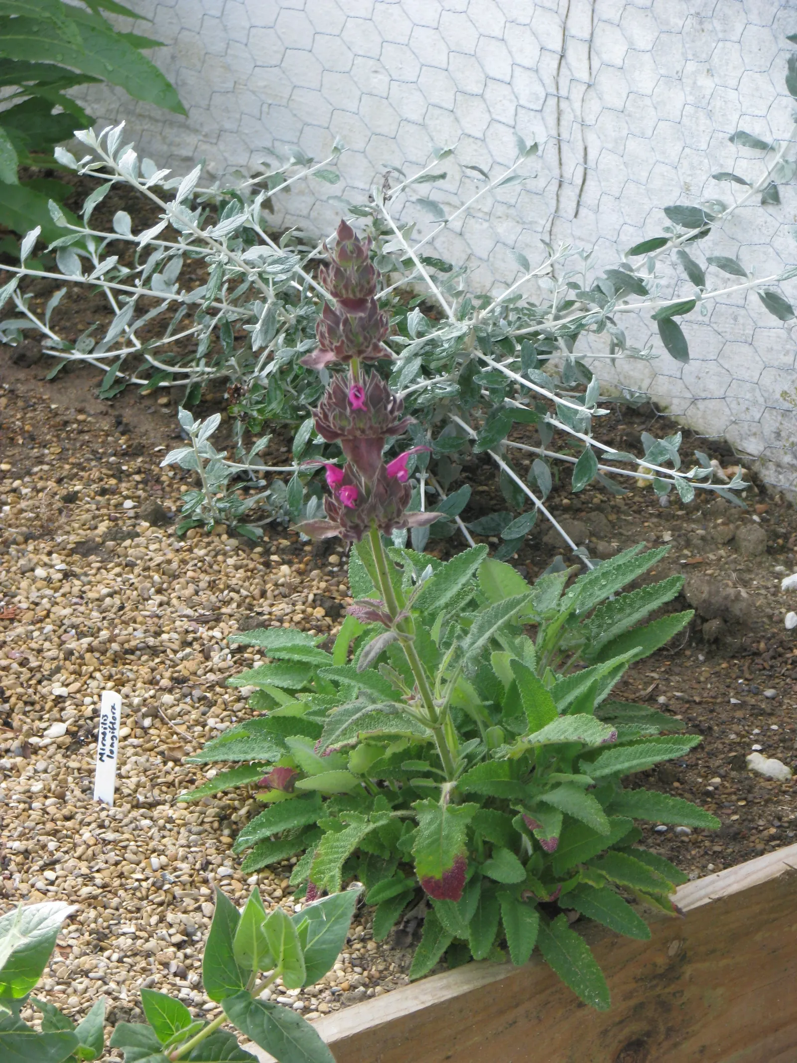 Hummingbird Sage (Salvia Spathacea) — and native plant landscapes; factor in a spreading habit via underground rhizomes