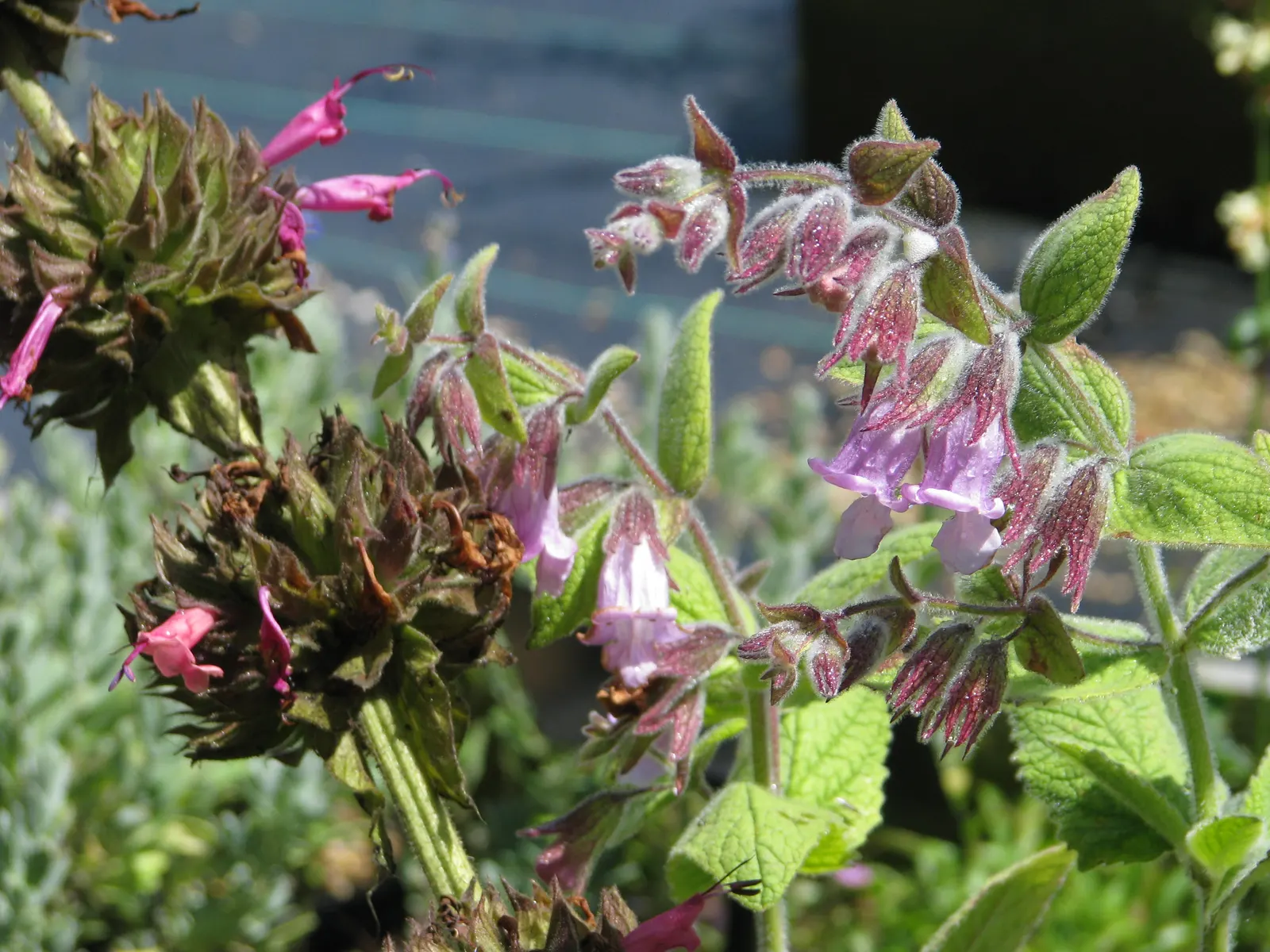 Hummingbird Sage (Salvia Spathacea) — This drought-tolerant species thrives in well-drained soils and requires minimal maintenance; and native plant landscapes