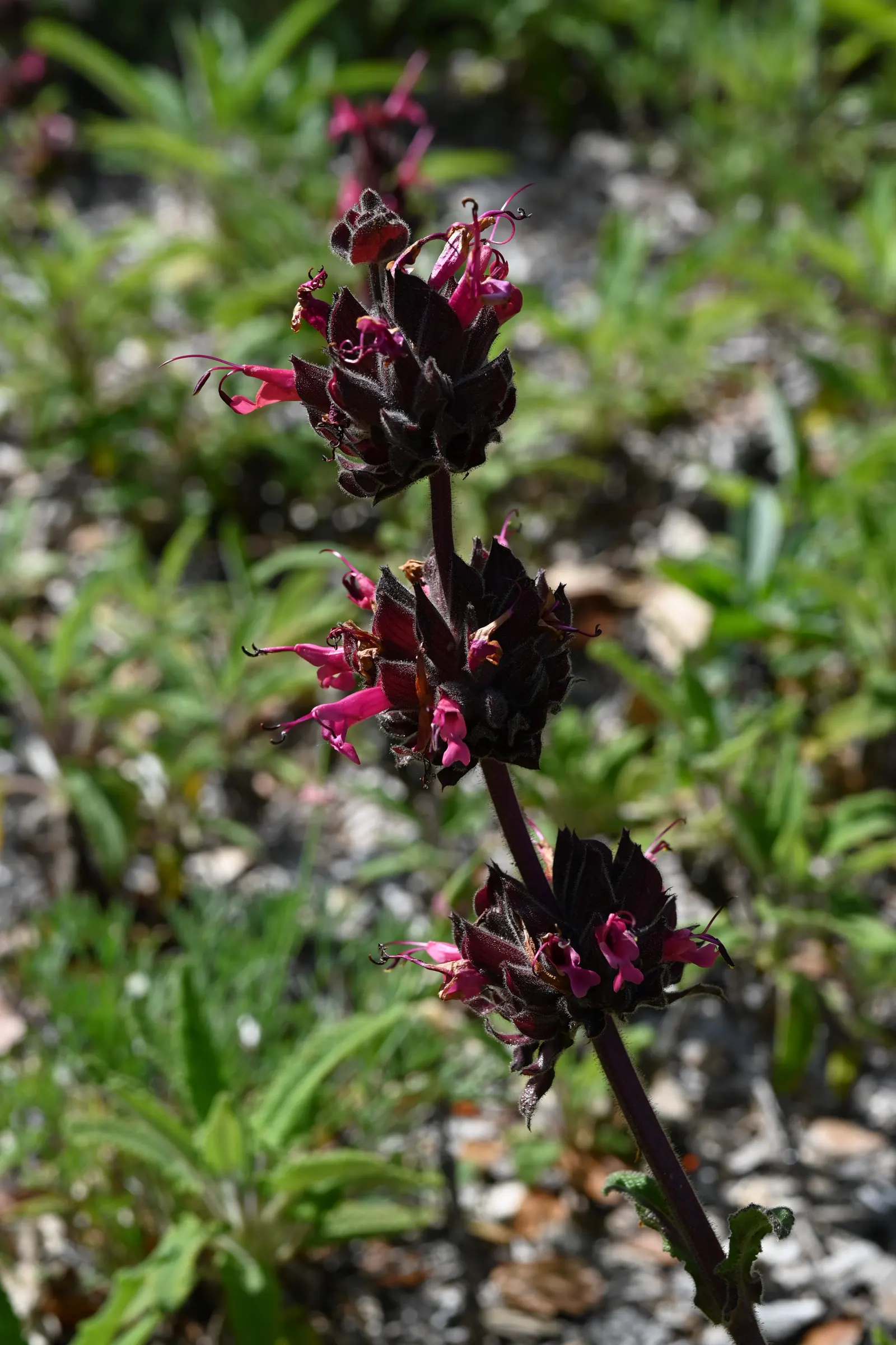 Hummingbird Sage (Salvia Spathacea) — notably thriving in the region's coastal and foothill areas; attracting hummingbirds and pollinators