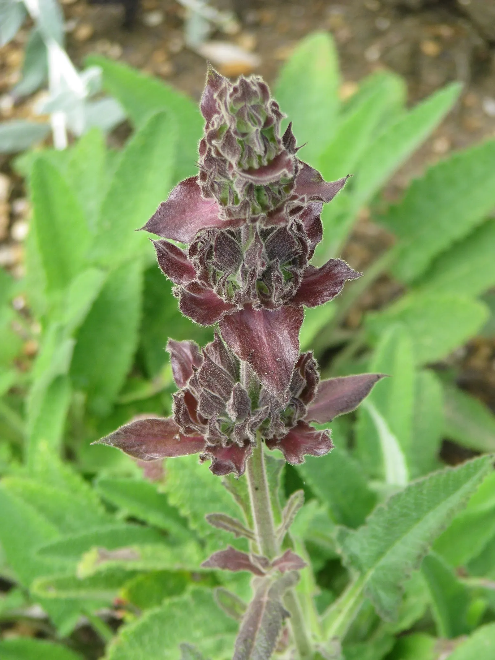 Hummingbird Sage (Salvia Spathacea) — green leaves in spring and summer; and the vibrant color it contributes from mid-spring into summer