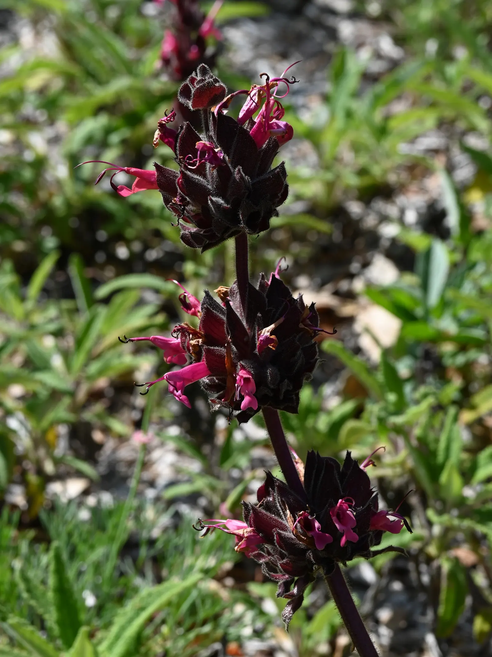 Hummingbird Sage (Salvia Spathacea) — Salvia spathacea prefers well-draining soil; this drought-tolerant species thrives in well-drained soils and requires