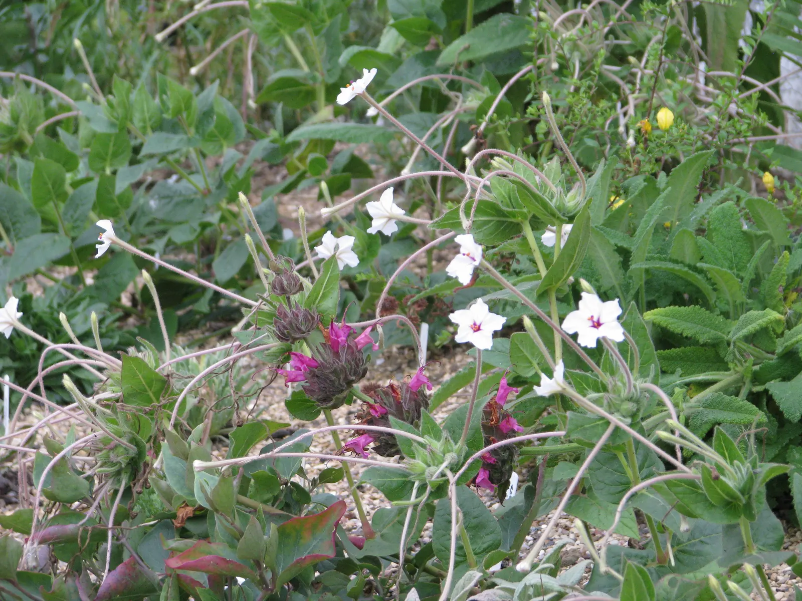 Hummingbird Sage (Salvia Spathacea) — thriving with a monthly watering regime during dry spells.<br><br>For optimal growth; ground cover / shrub with pink