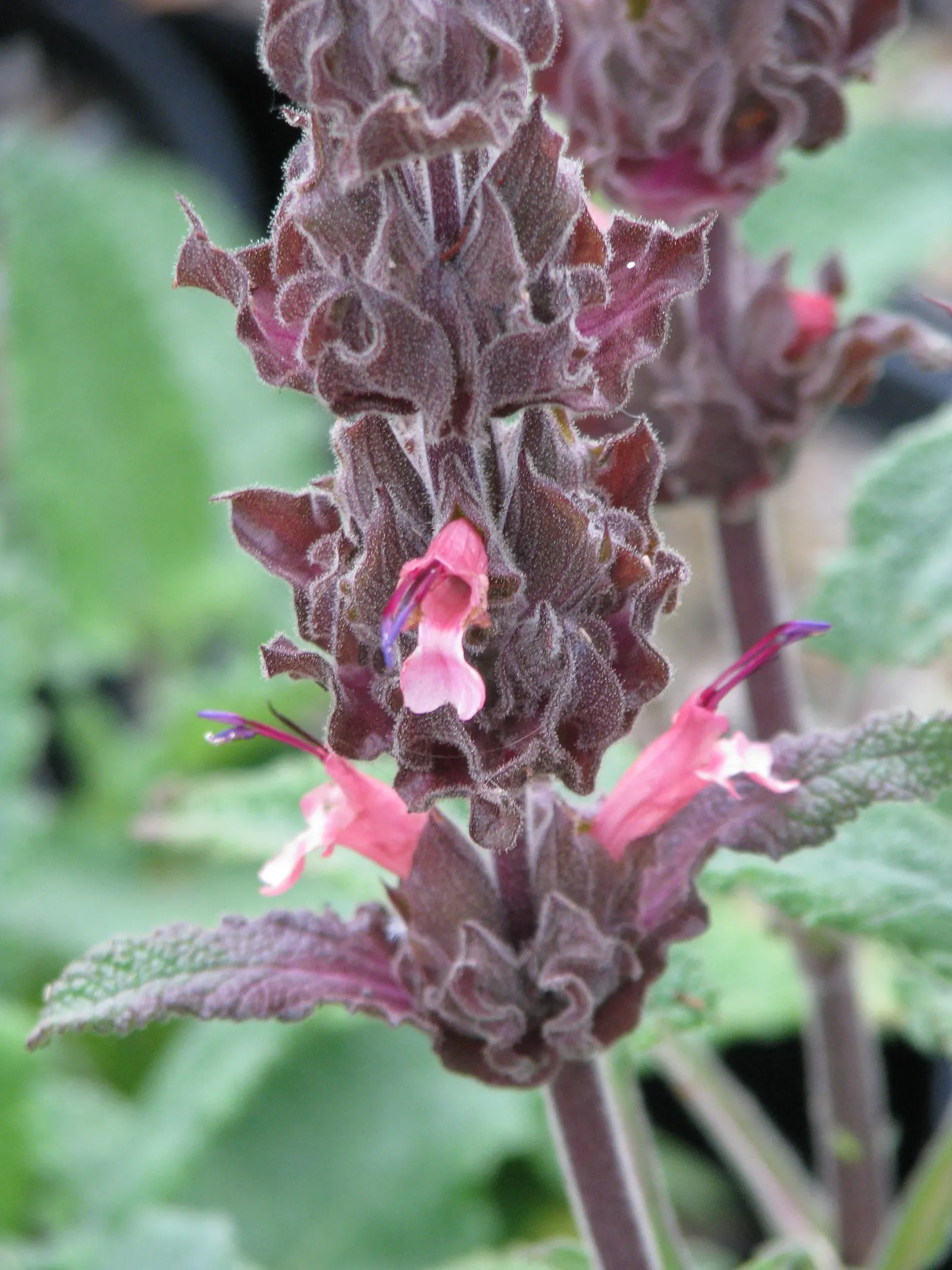 Hummingbird Sage (Salvia Spathacea) — Notably drought-resistant once established, image 47