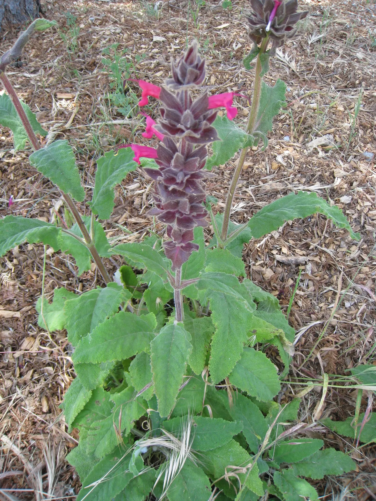 Hummingbird Sage (Salvia Spathacea) — attracting hummingbirds and pollinators